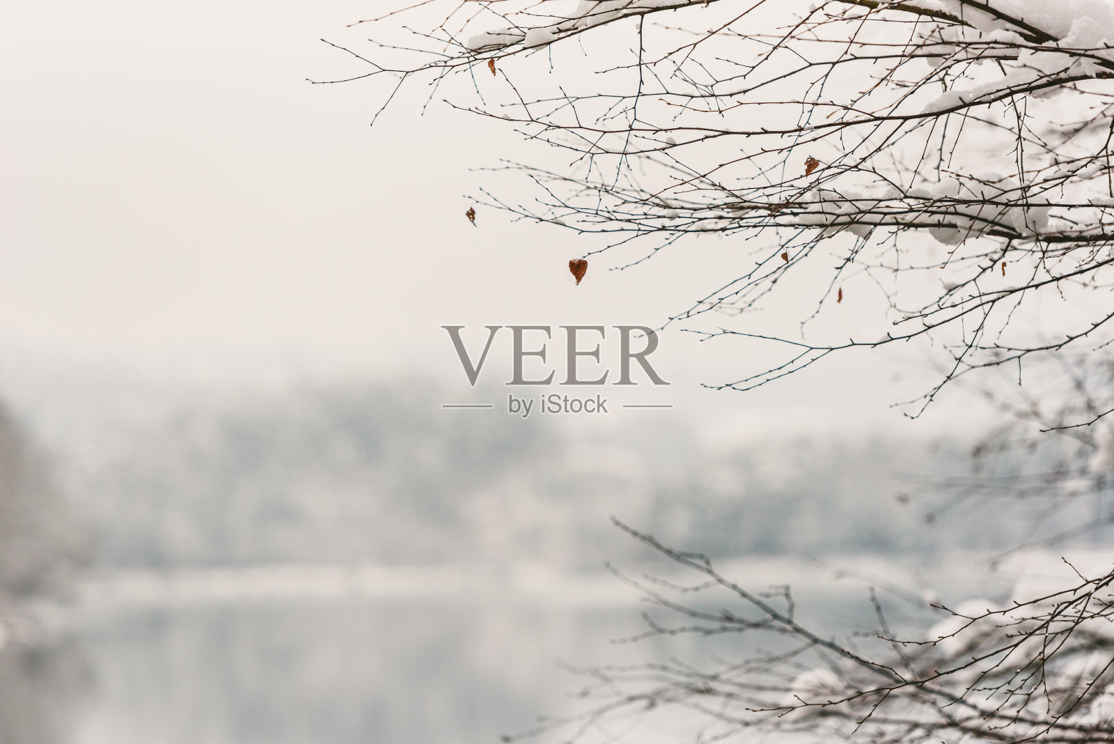 雪覆盖了湖边光秃秃的树照片摄影图片