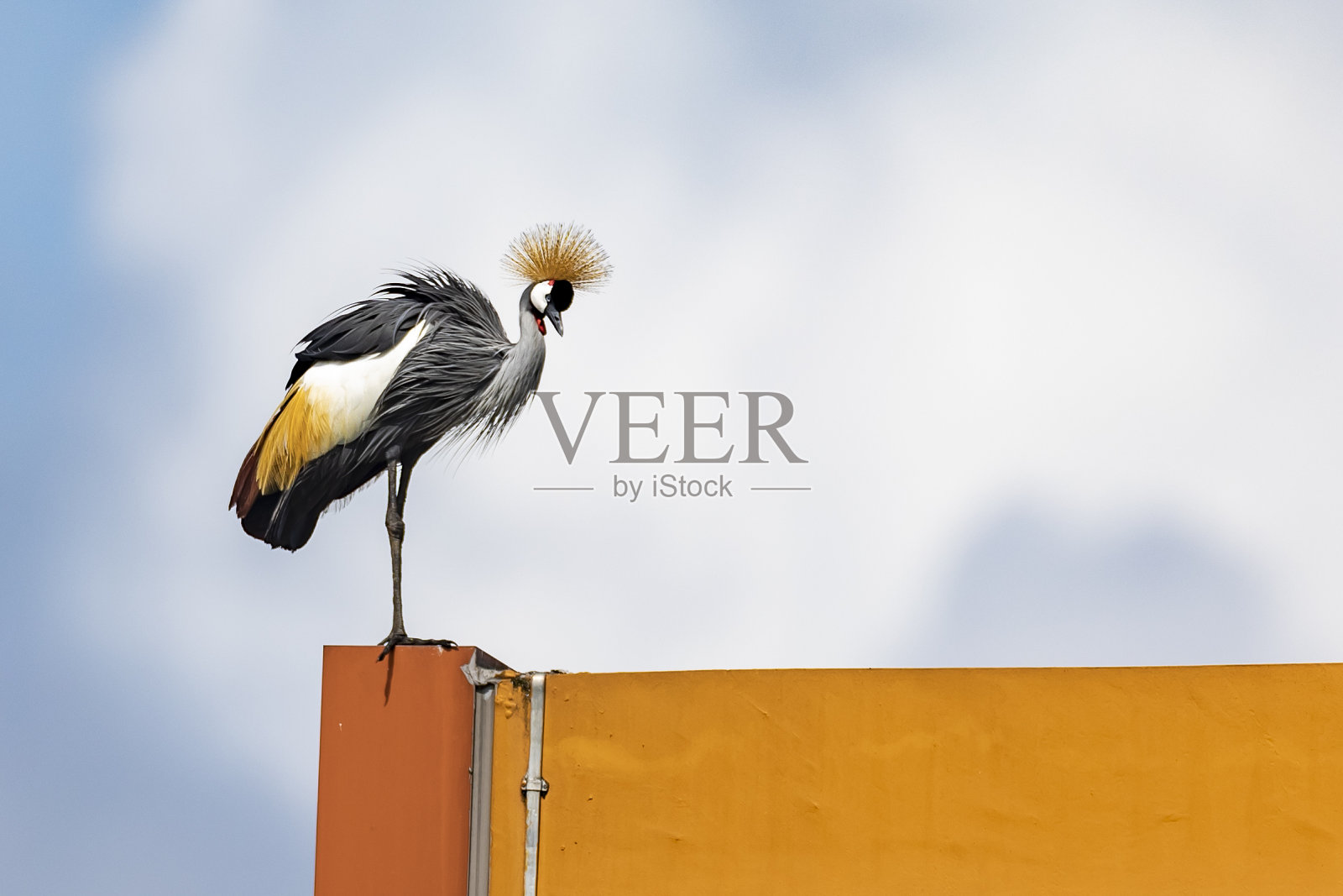 新加坡的灰冠非洲鹤照片摄影图片