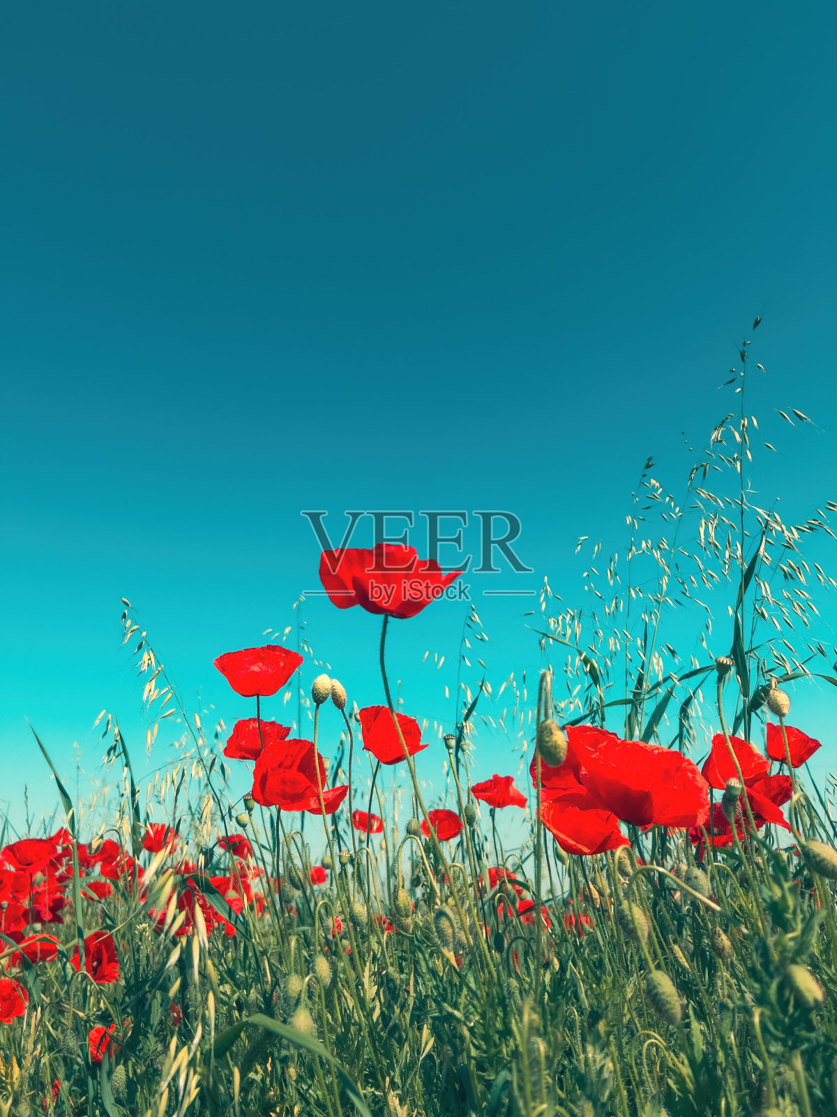 红色罂粟花(罂粟花),俗称罂粟花照片摄影图片