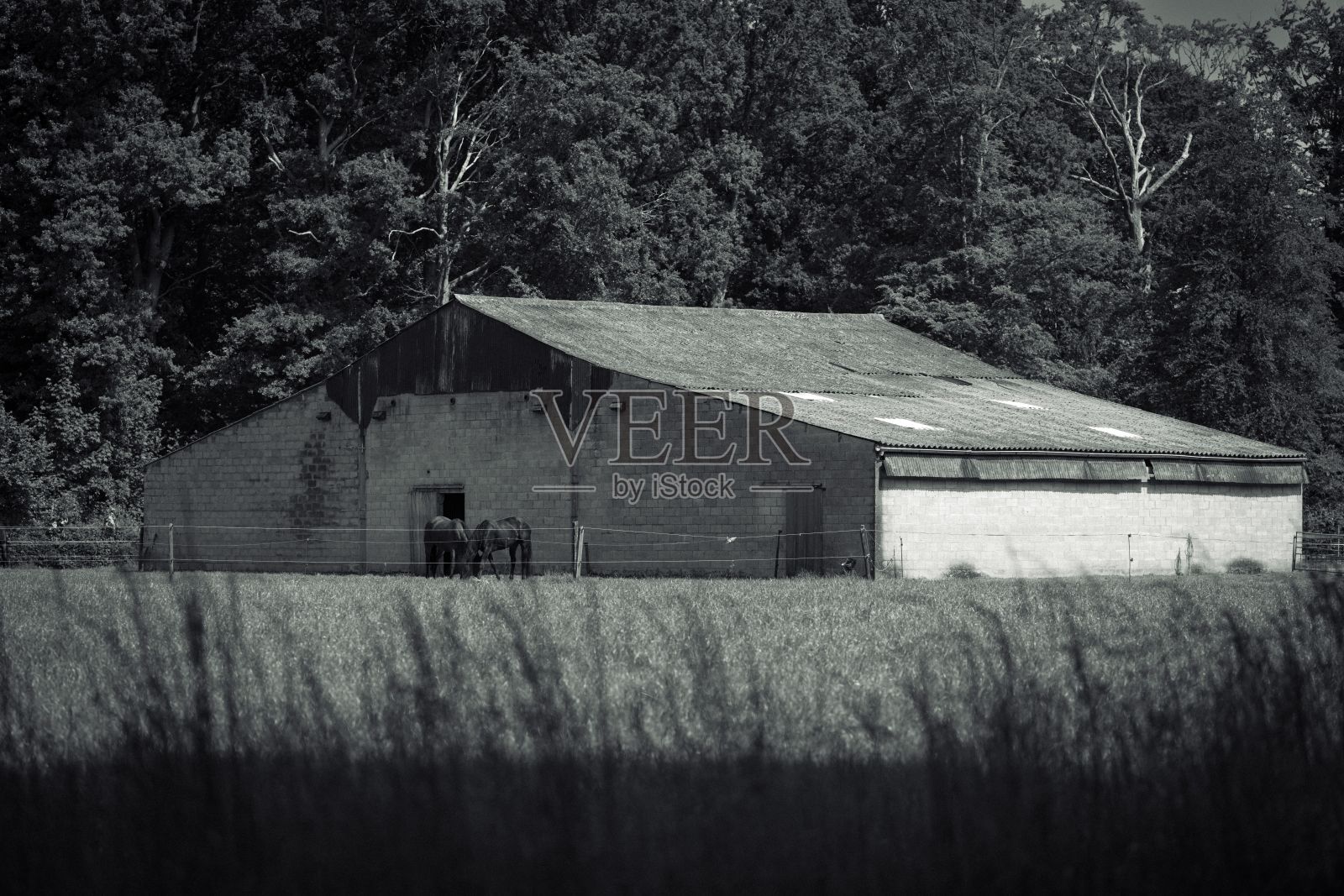 灰阶视图的房子与马在前面吃草在田野被树木包围照片摄影图片
