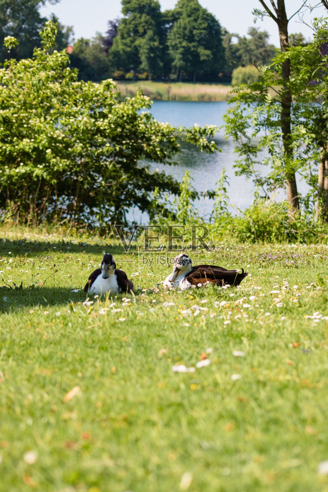 垂直视角,两只可爱的鸭子被郁郁葱葱的树木和美丽的湖泊包围照片摄影图片