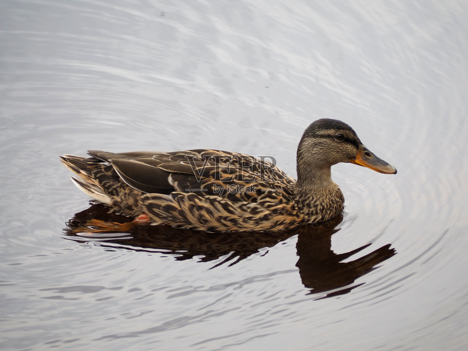 一只可爱的鸭子在湖里游泳的特写镜头照片摄影图片