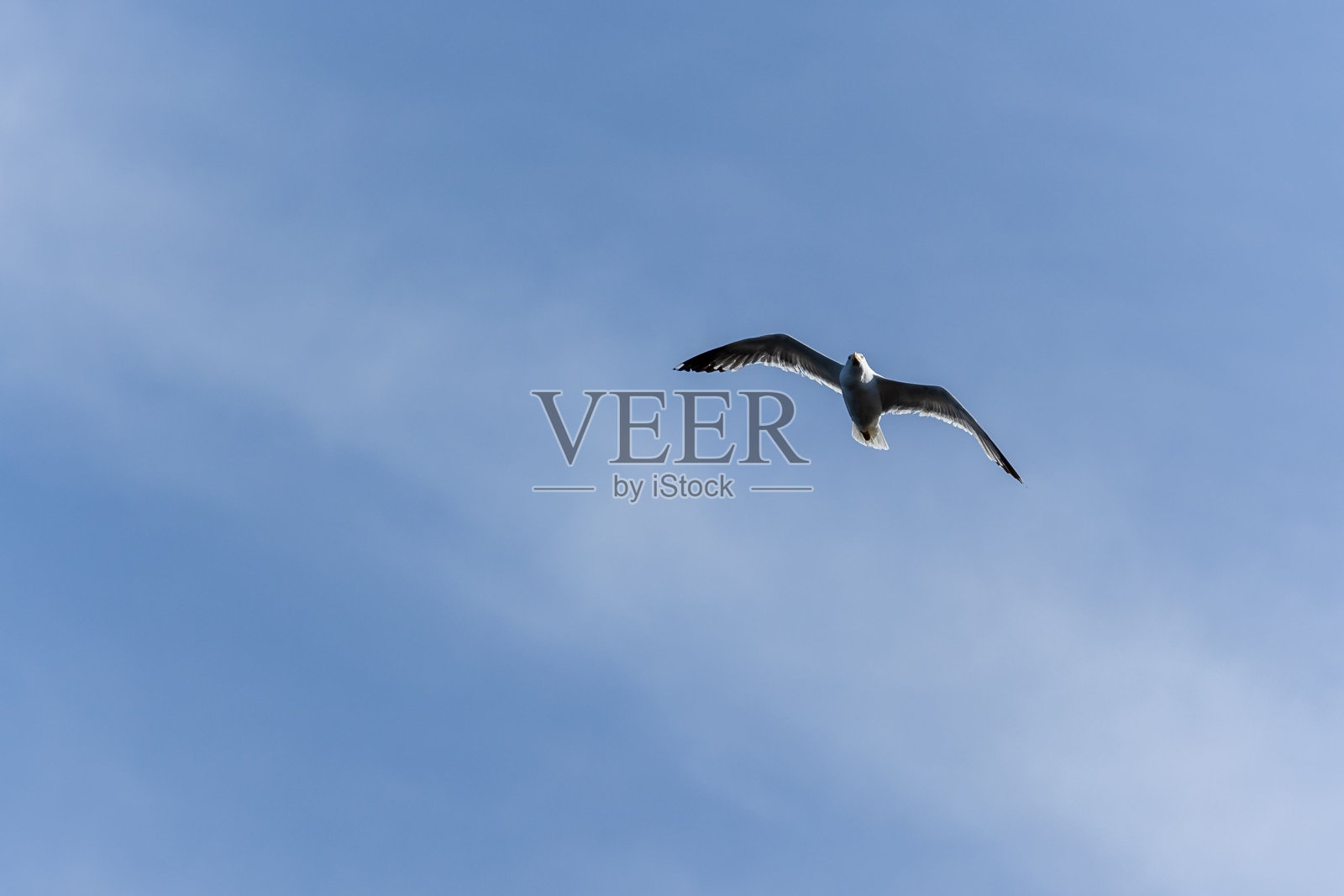 海鸥在蓝色的海洋上空飞翔照片摄影图片