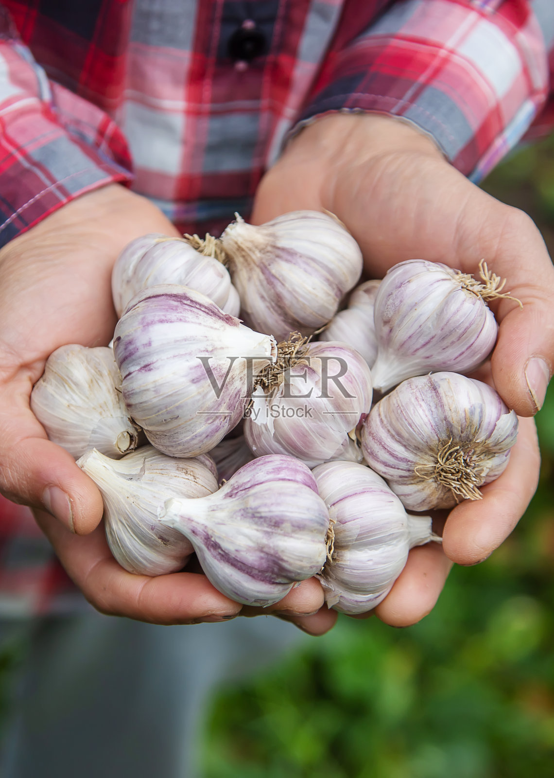 一个农夫手里拿着收获的大蒜。有选择性的重点。照片摄影图片
