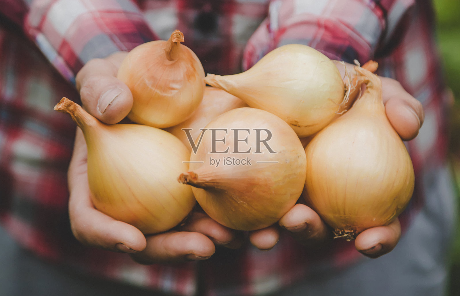 一个农夫手里拿着收获的洋葱。有选择性的重点。照片摄影图片