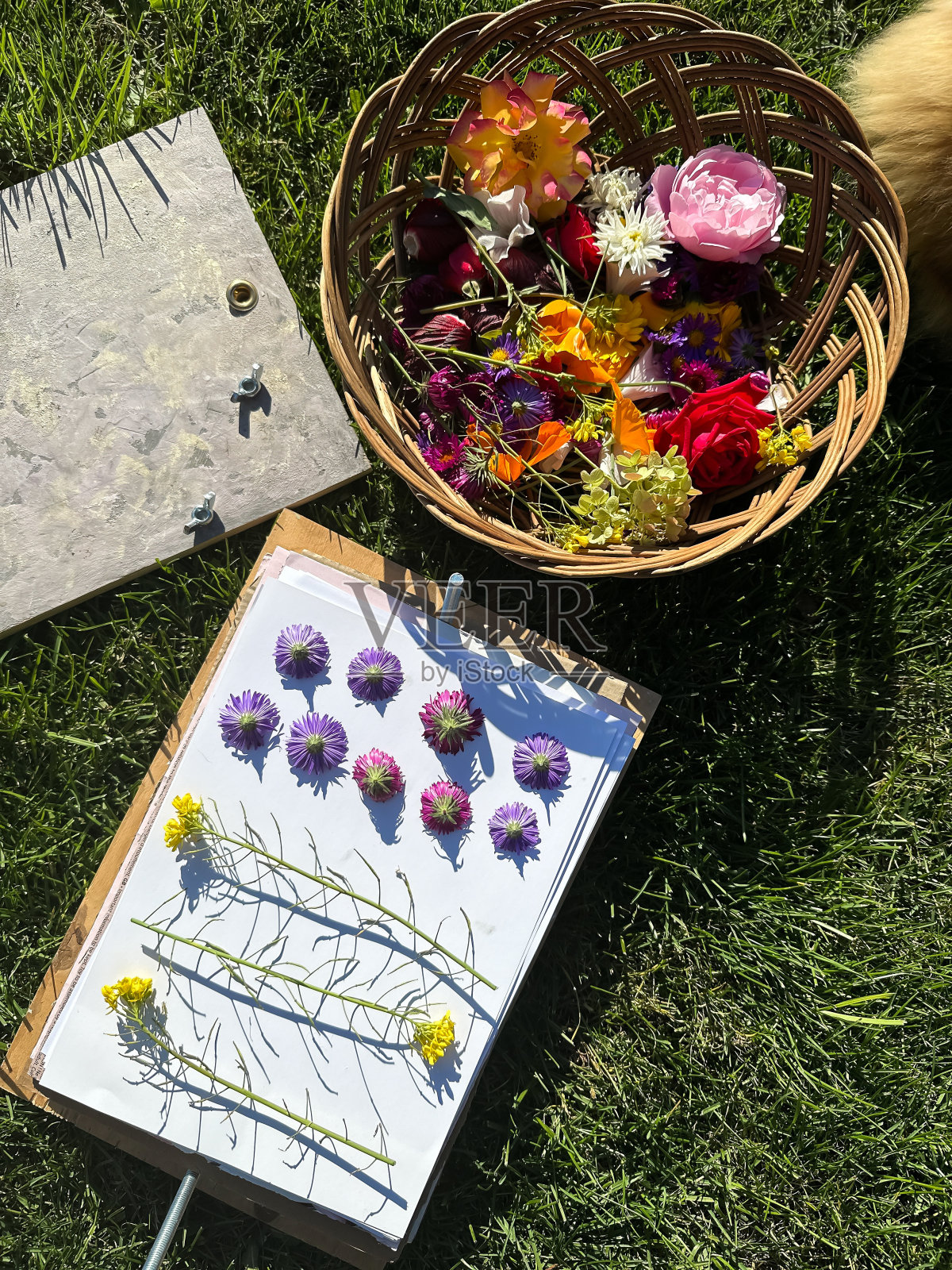 各种各样的鲜花躺在柳条篮子里。植物标本的准备。植物躺在纸上,准备在压榨机下干燥。干花用于装饰。照片摄影图片