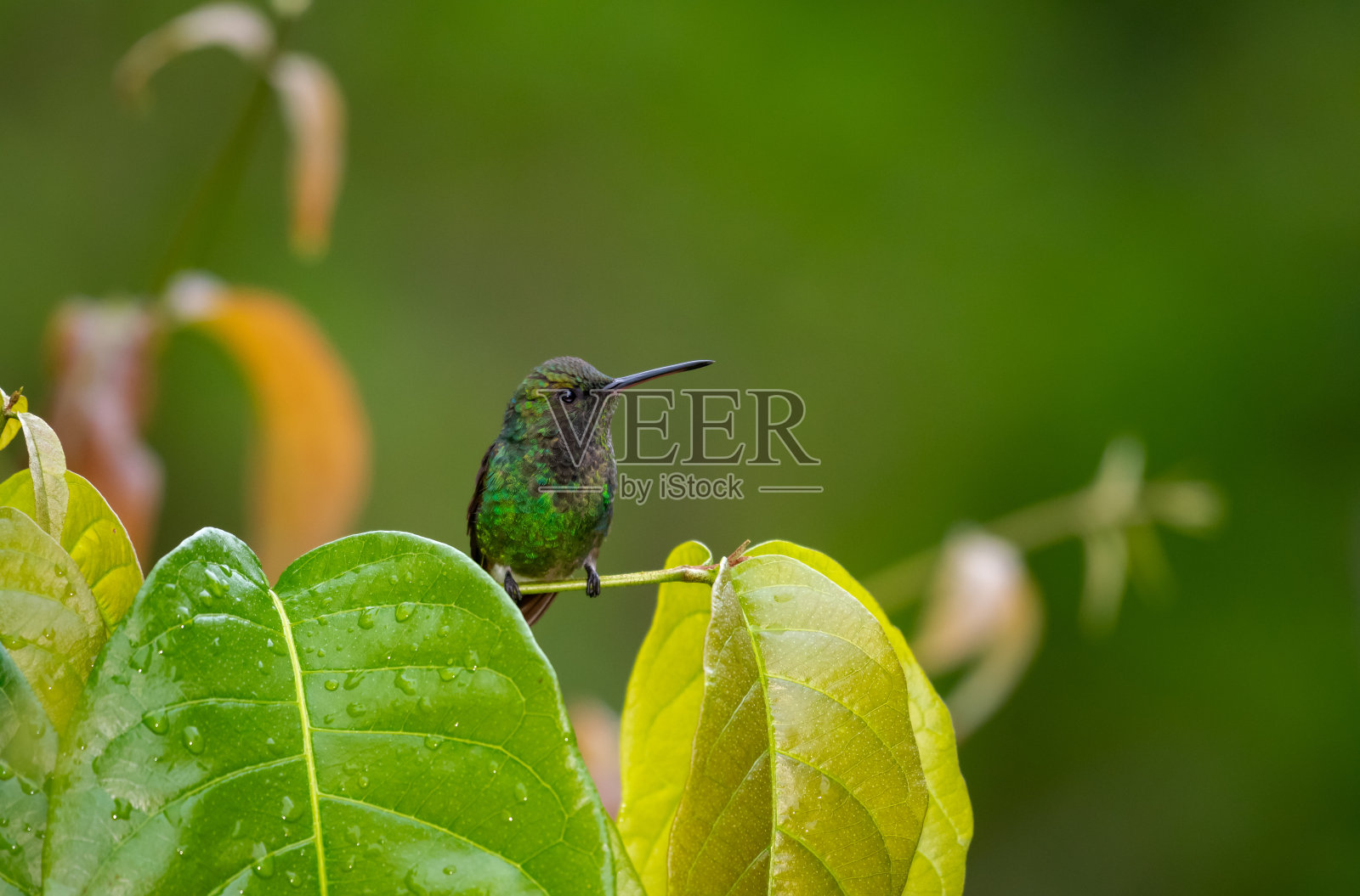 可爱的绿色蜂鸟,栖息在树枝上的叶子与雨滴。照片摄影图片