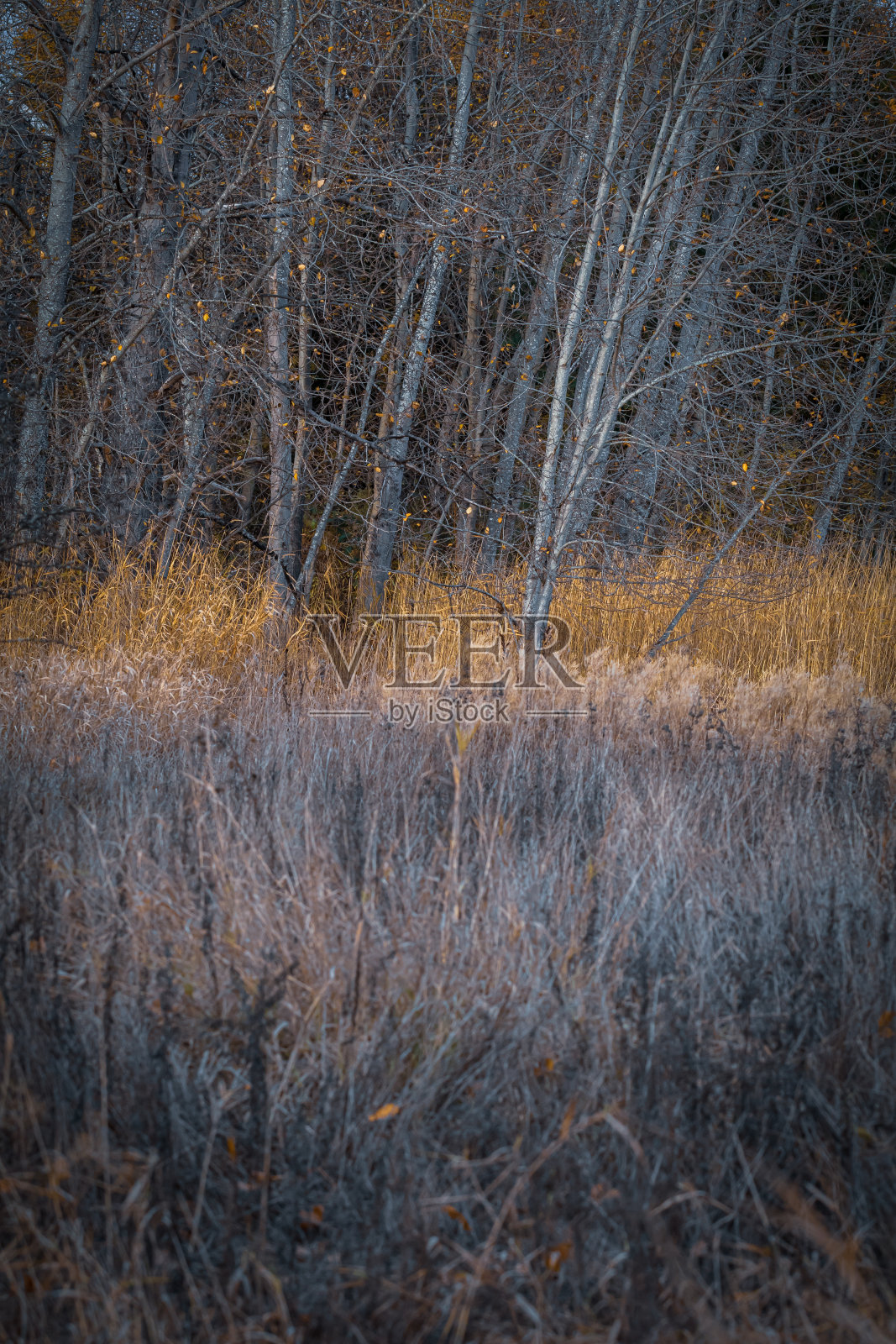 温哥华岛荒野地区照片摄影图片
