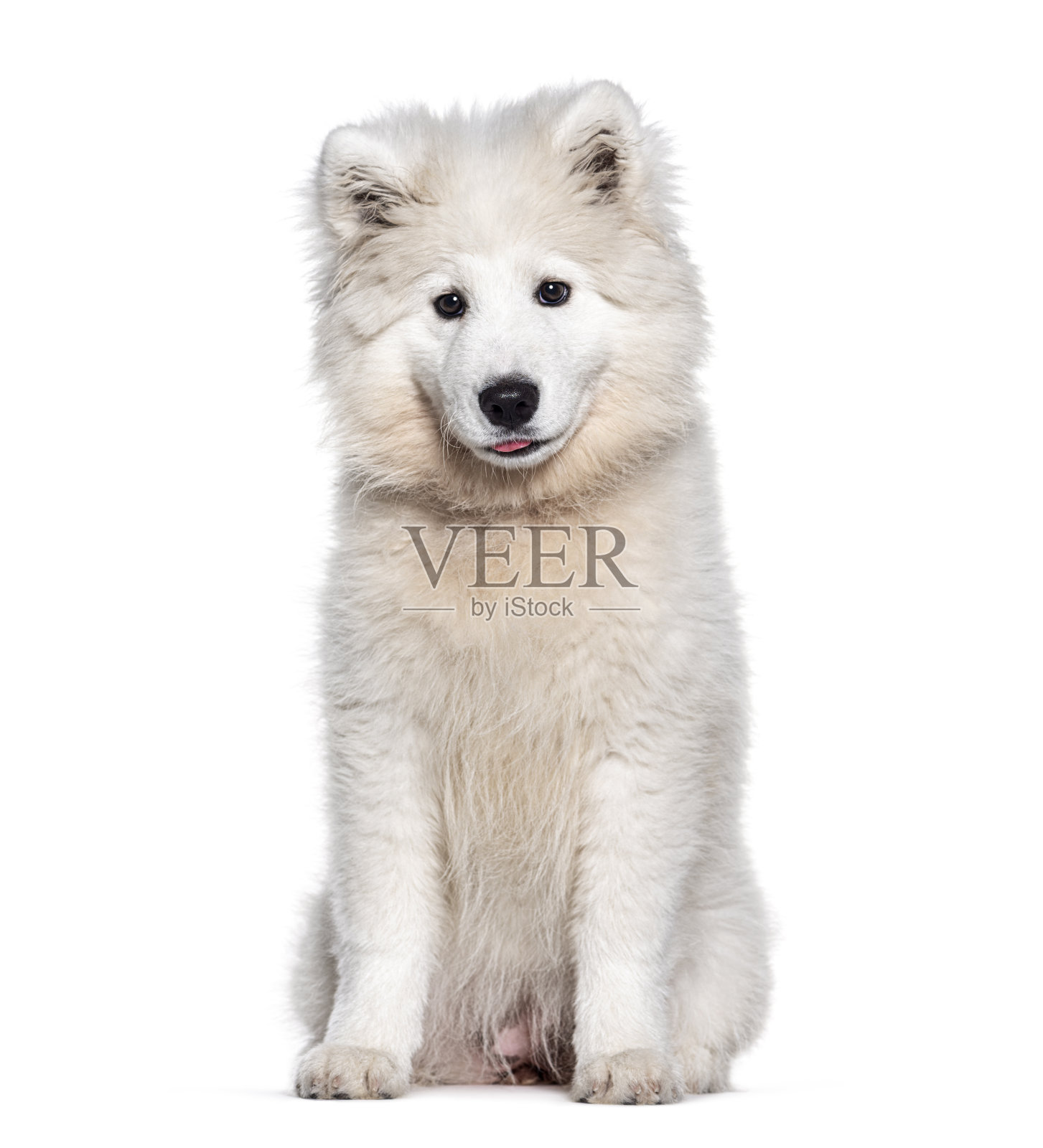 四个月大的小狗萨摩耶,被隔离在白色的土地上照片摄影图片