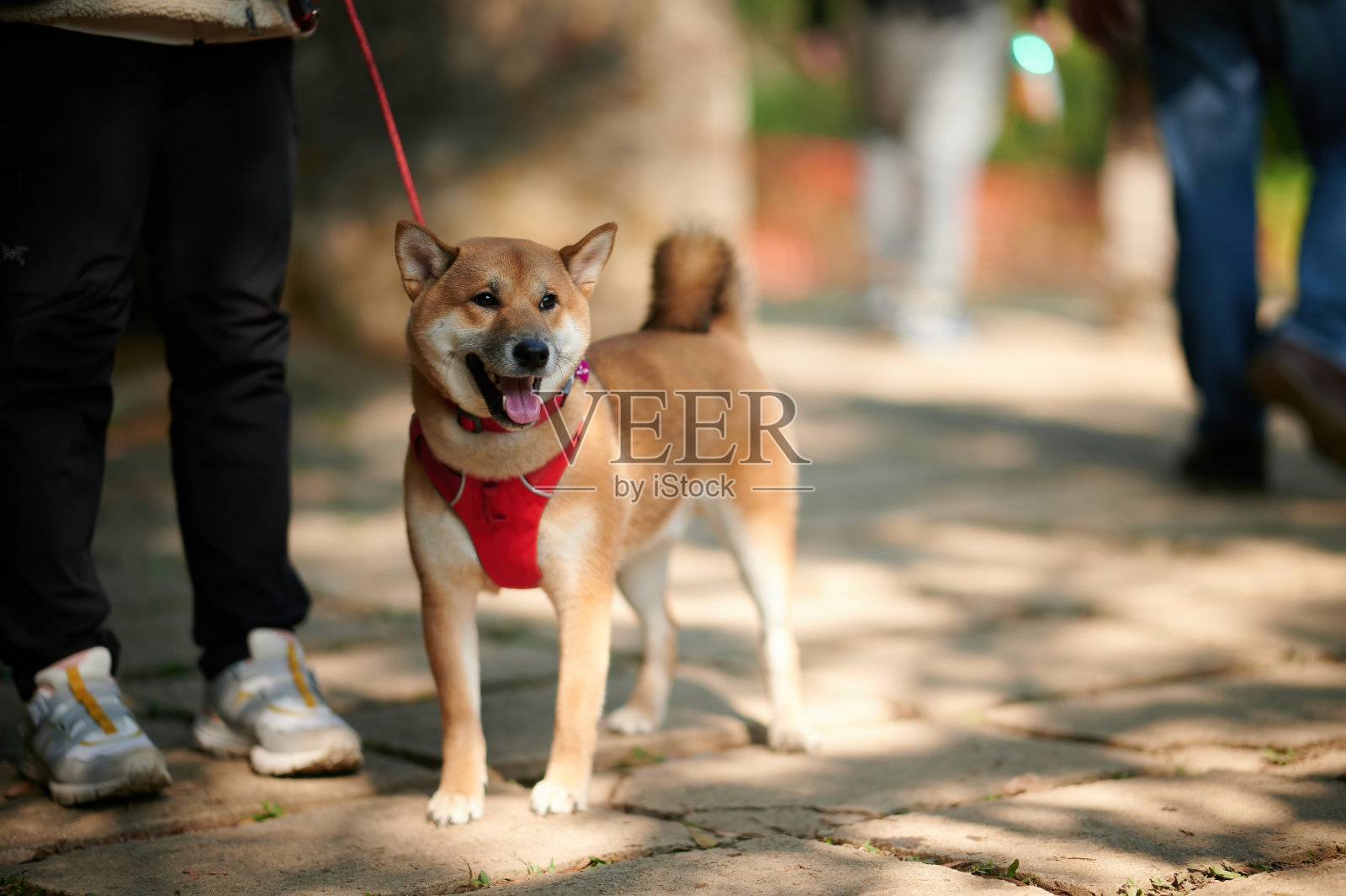 一只可爱的柴犬在香港郊外的特写照片摄影图片