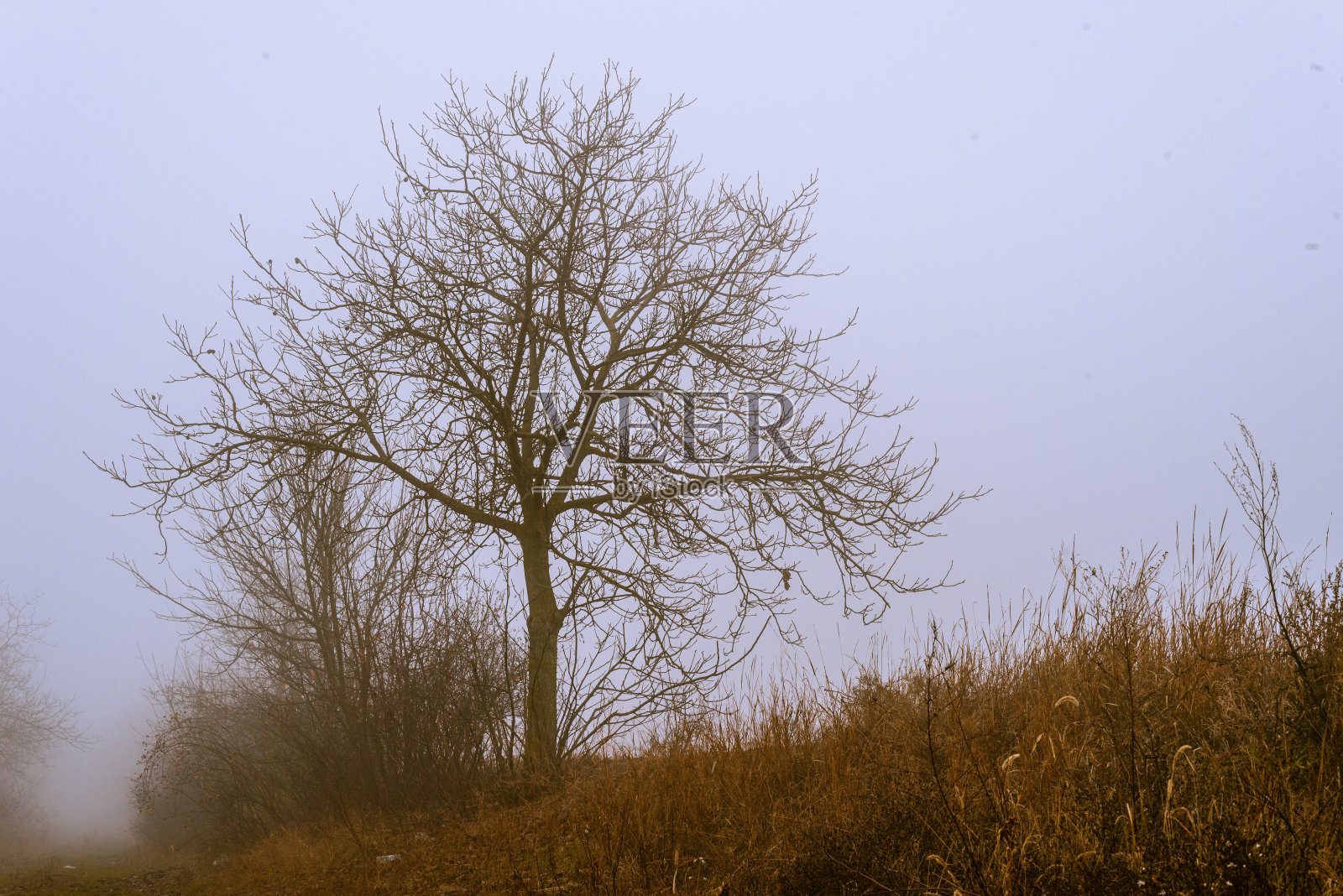 雾蒙蒙的土路美景雾蒙蒙的黄昏山毛榉 秋天的风景风景大气的蓝色阴森的路径橙色的树叶在秋天神秘的幻想万圣节的树林。照片摄影图片