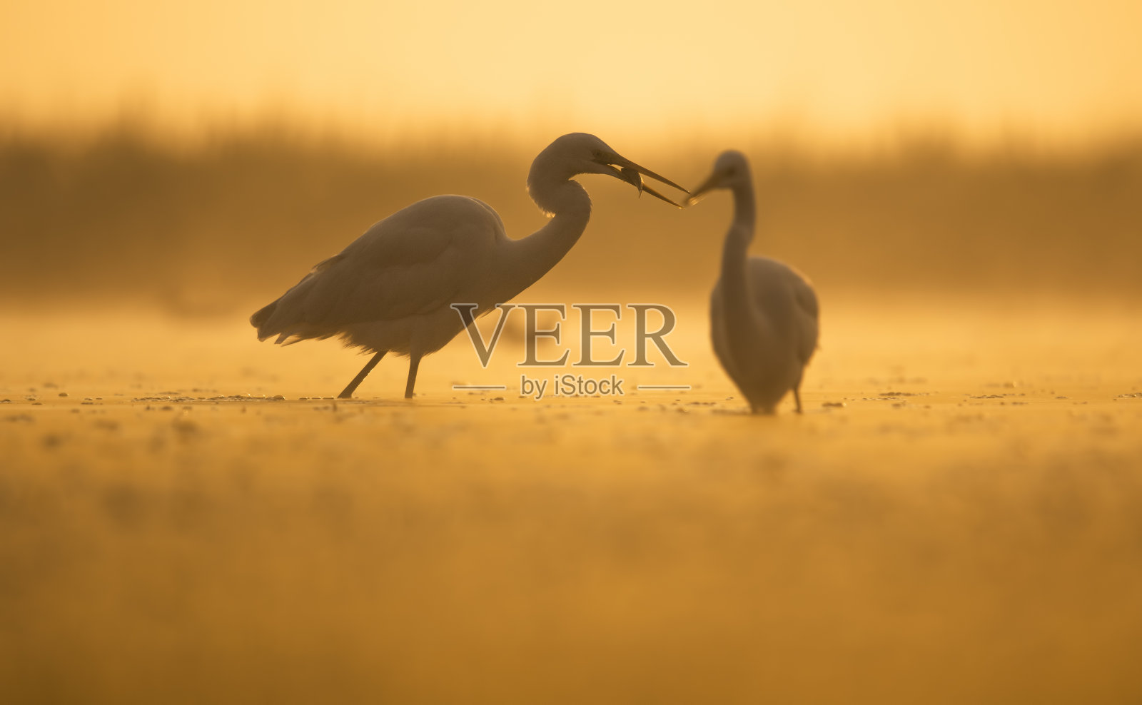 日出时在池塘钓鱼的大白鹭照片摄影图片