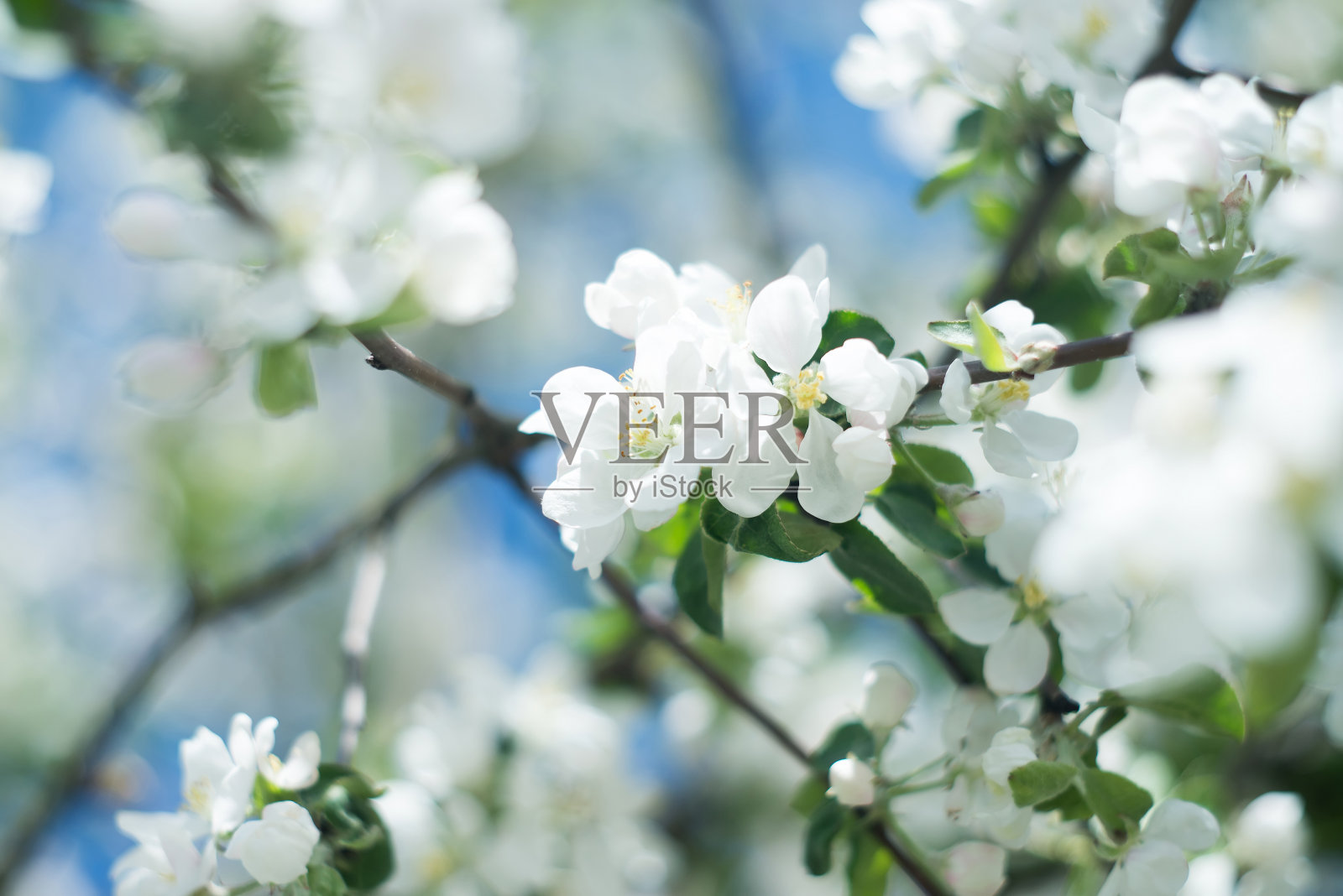 苹果树在春天开花。自然照片摄影图片