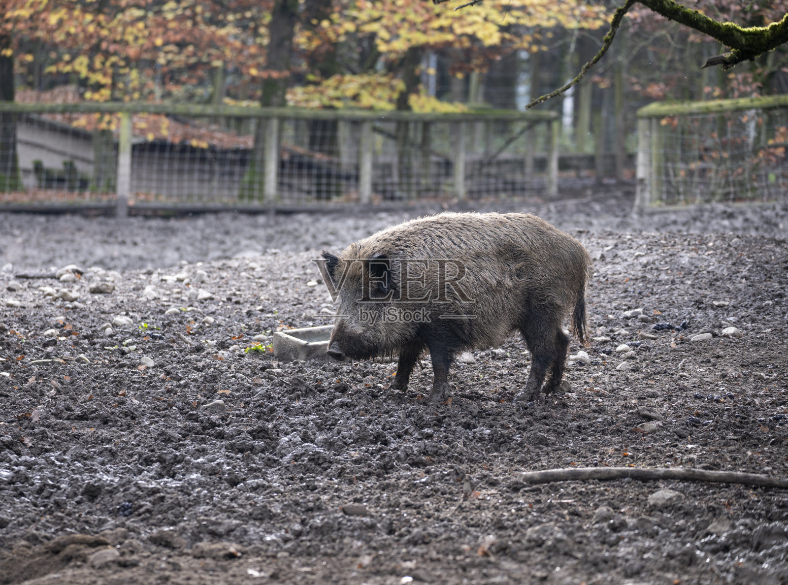 强壮的野猪照片摄影图片