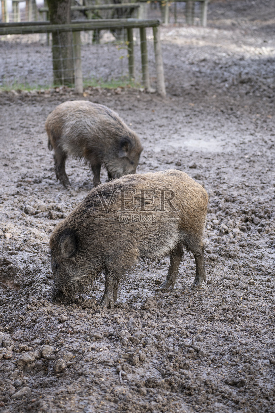 野猪觅食照片摄影图片