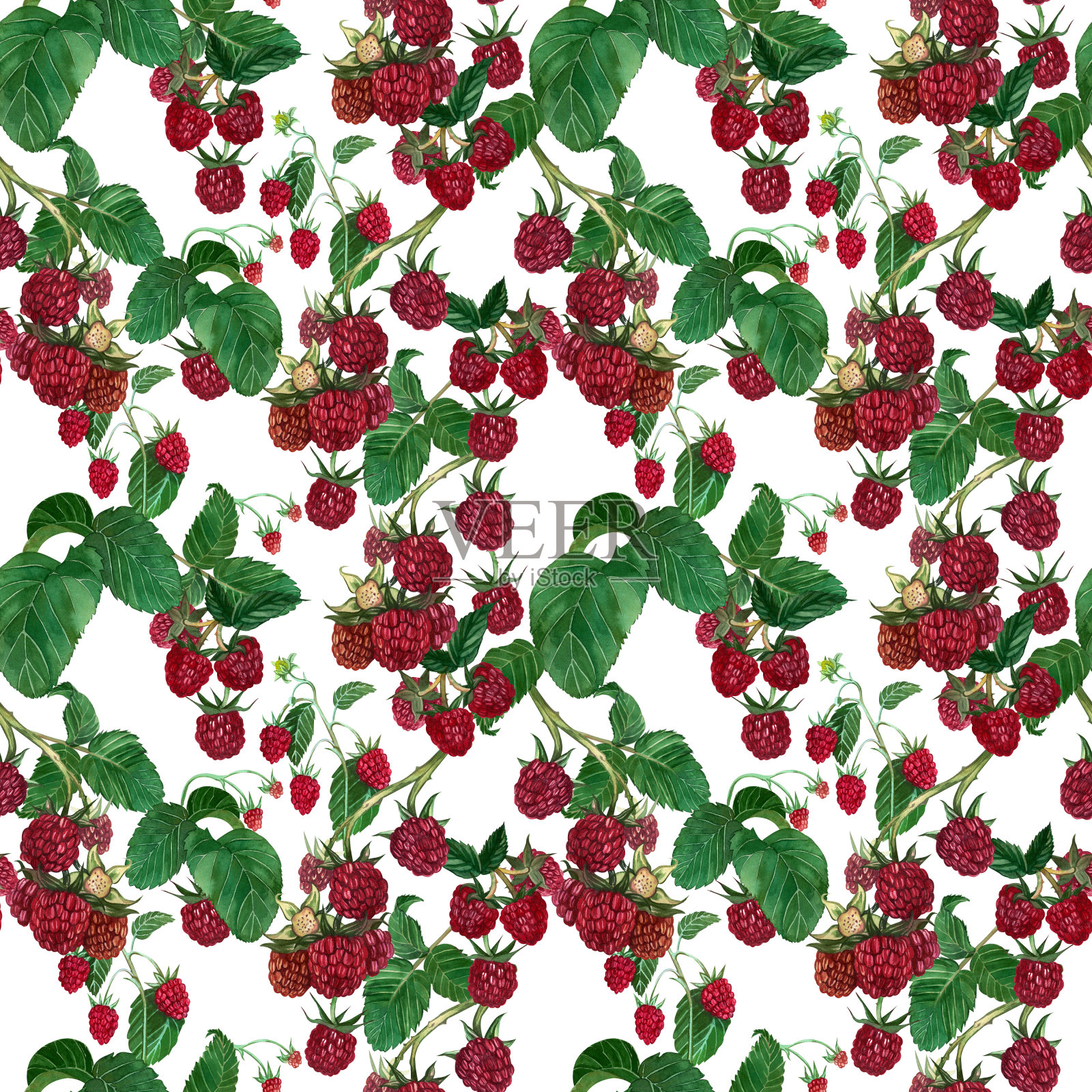 无缝模式与覆盆子浆果和绿叶手绘水彩在白色背景。插画图片素材