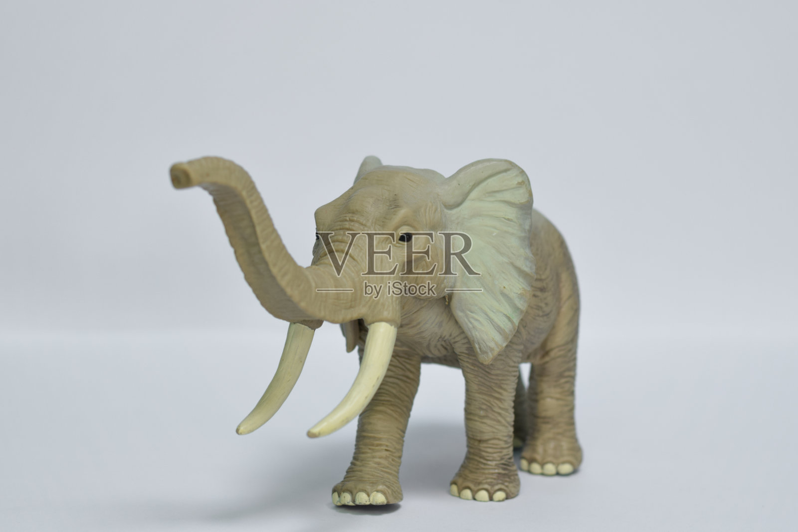 一个大象的特写镜头在一个孤立的背景照片摄影图片