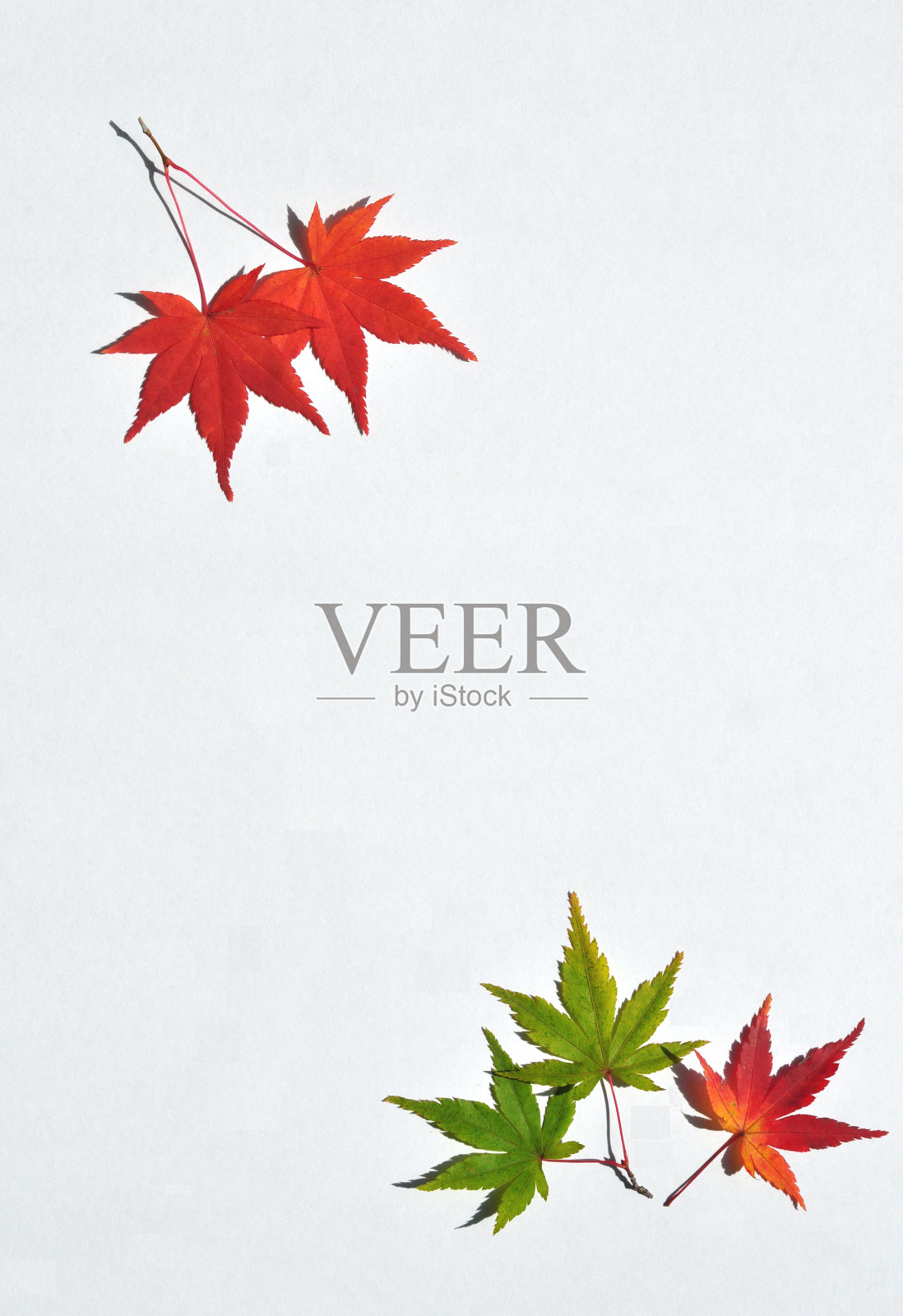 枫叶照片摄影图片