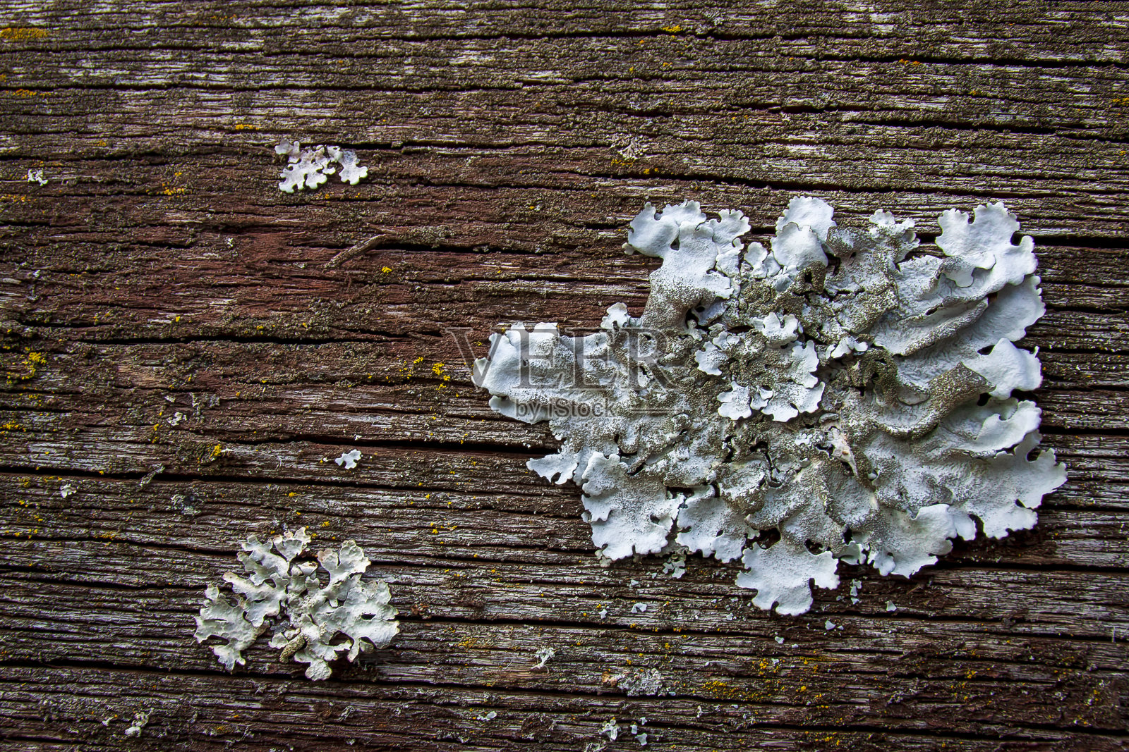 Herbeys, Isère, Rhône-Alpes, France, 20 11 2022 macro pictures, close up, of natural textures for graphic designers, wood, metal, stones照片摄影图片