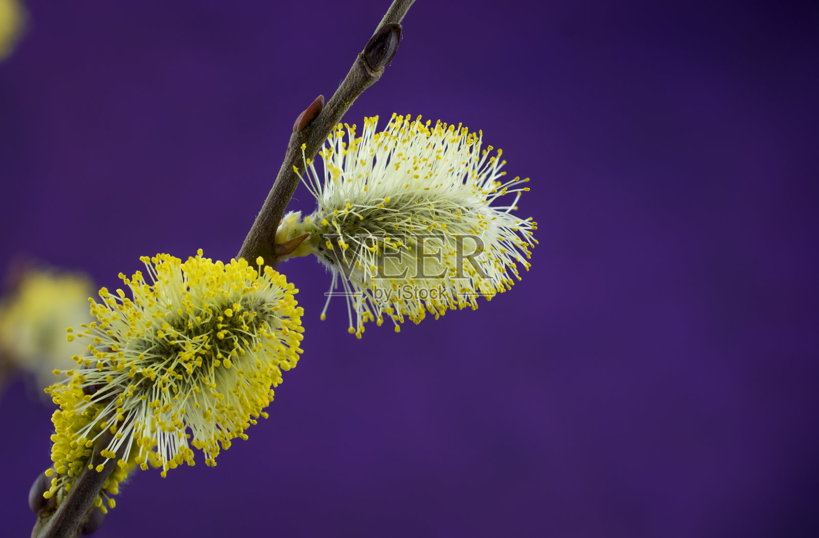 阴柳柳枝盛开,复活节佳节,背景。照片摄影图片