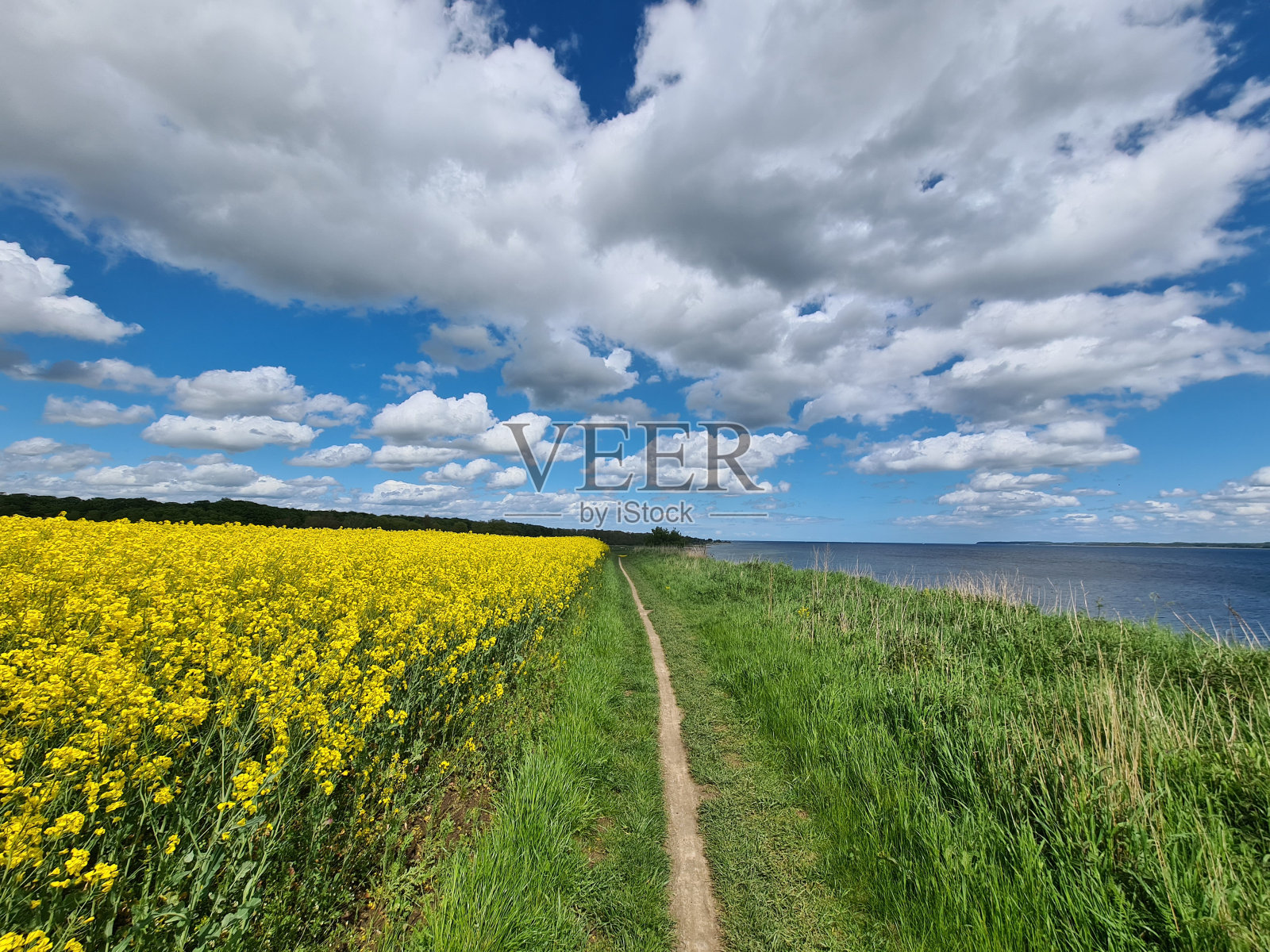 油菜田就在海边的悬崖上照片摄影图片
