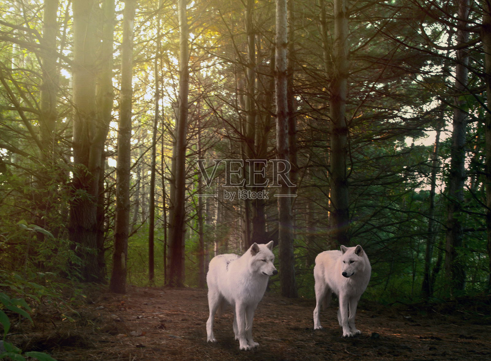 傍晚森林里的狼照片摄影图片