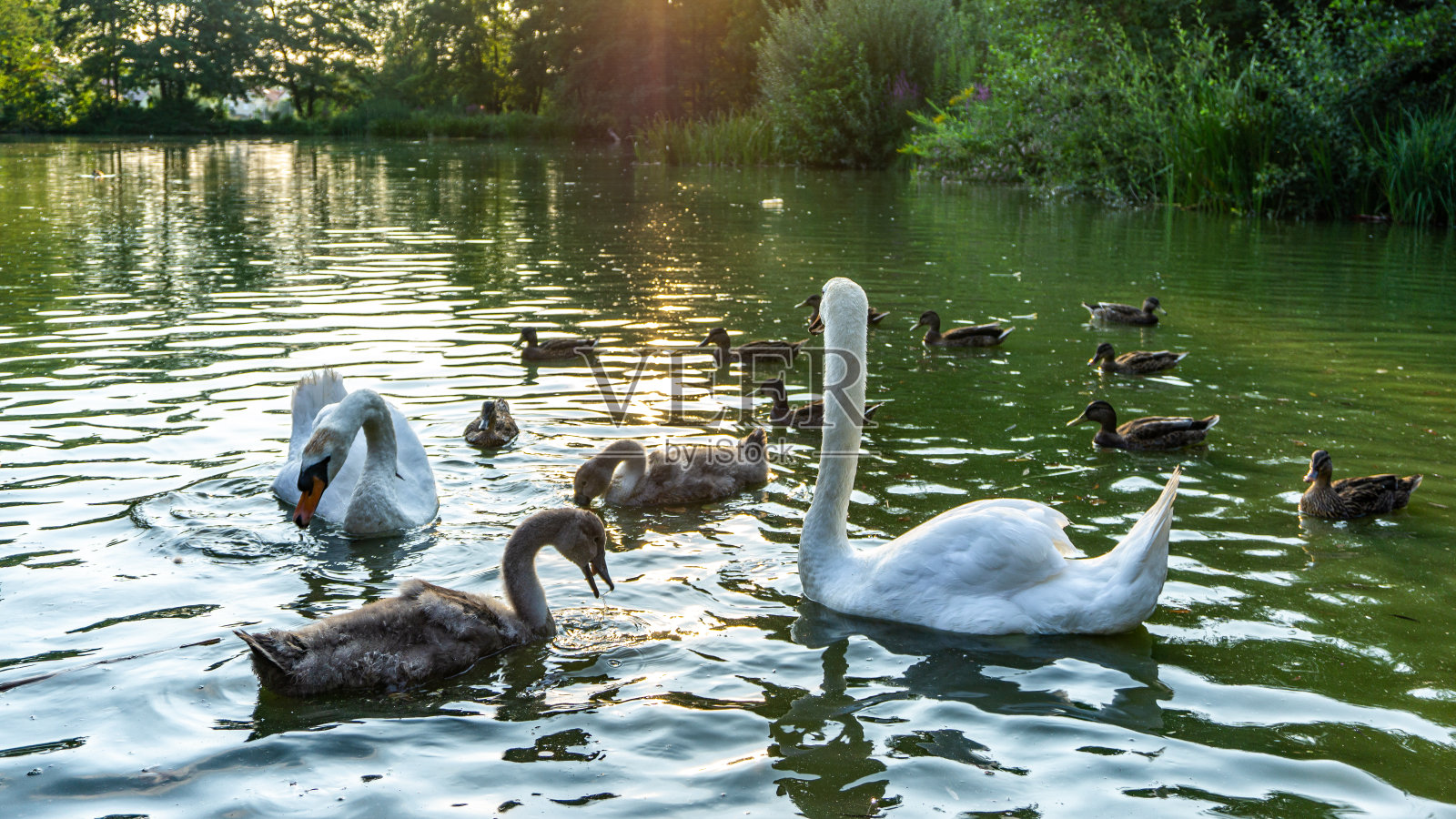鸭子和天鹅在小湖里游泳。照片摄影图片