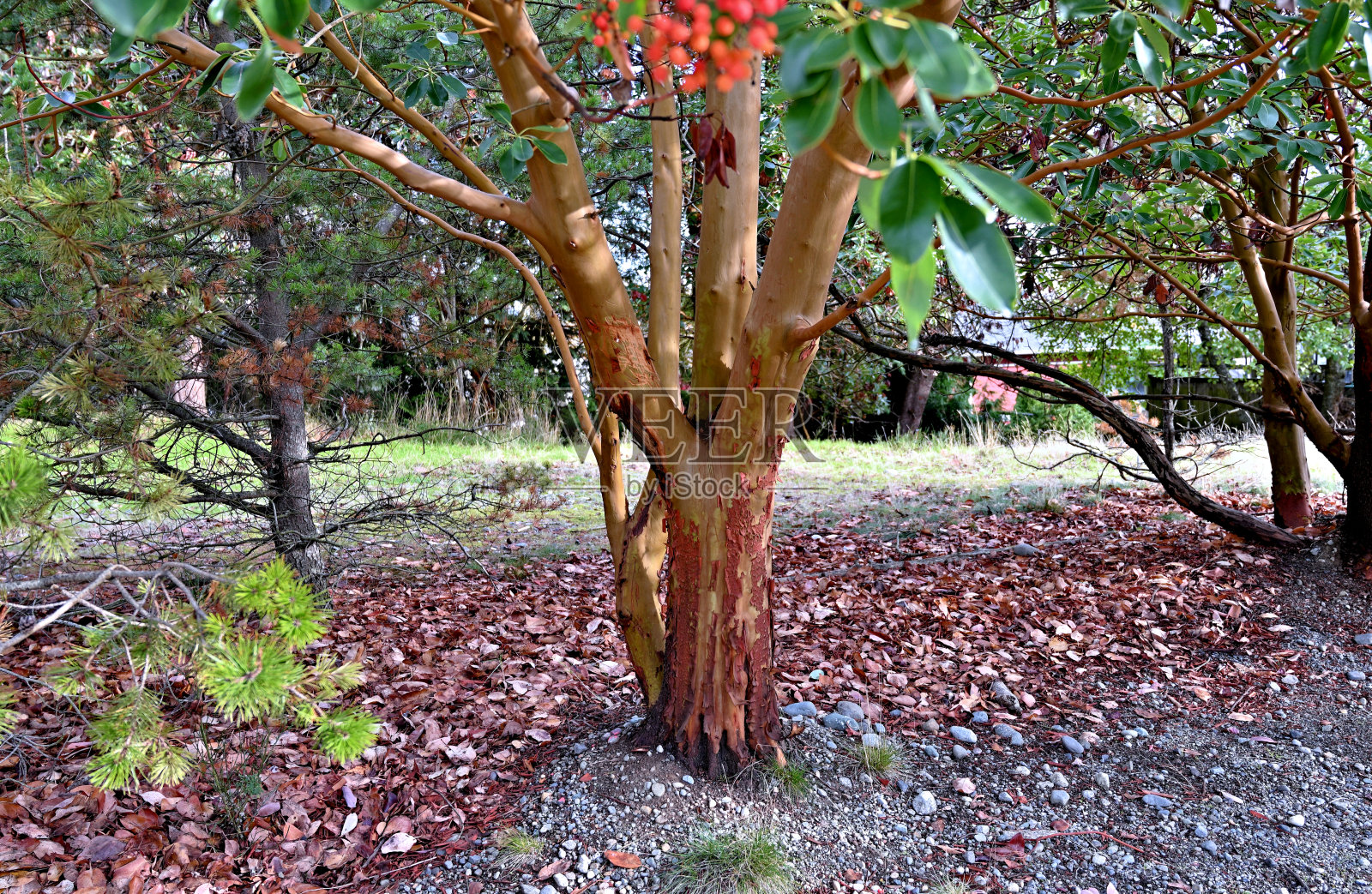 杨梅树照片摄影图片