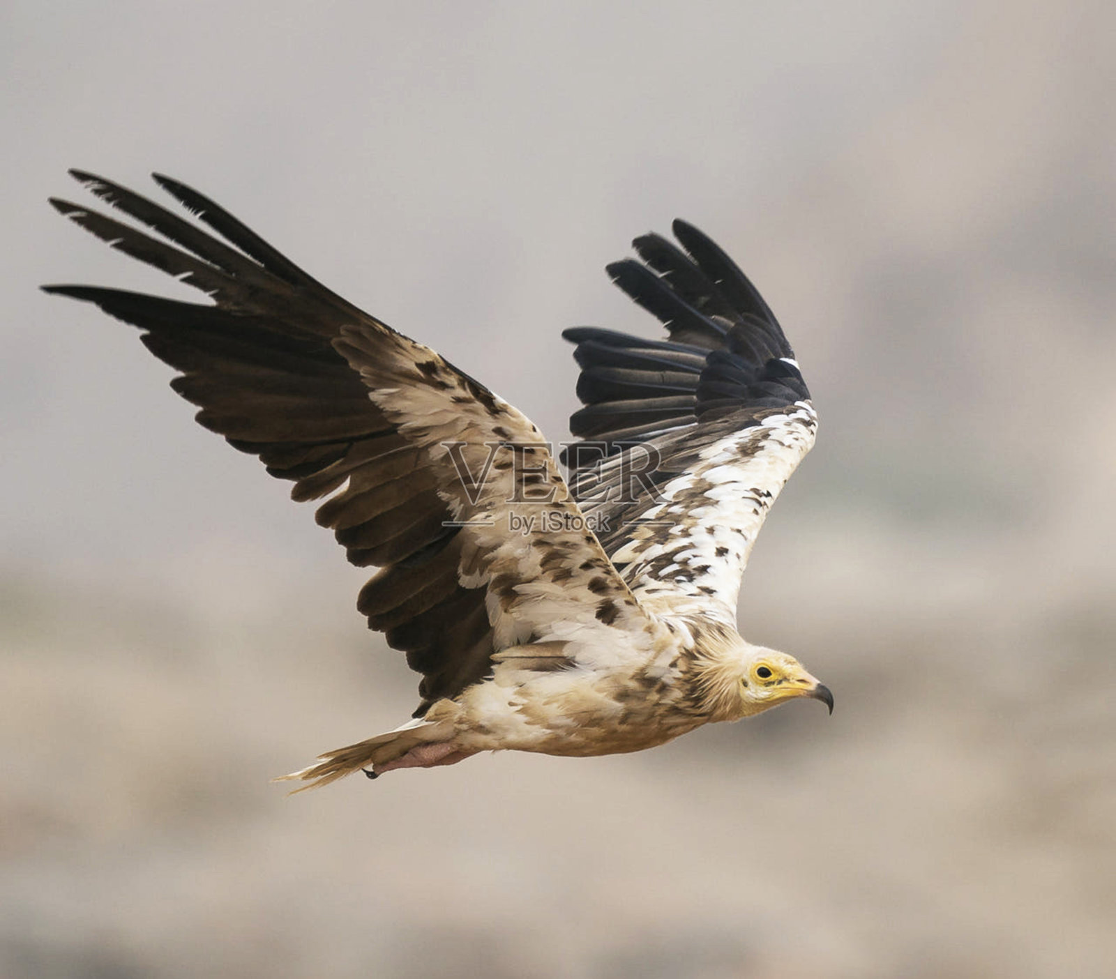 美丽的阿曼野生动物照片照片摄影图片
