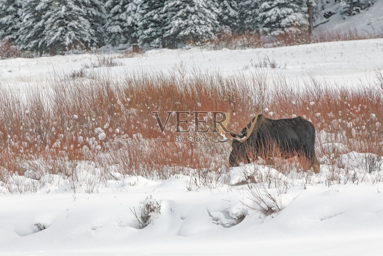 美国黄石国家公园怀俄明州西北部,长着巨大鹿角的大公驼鹿正在吃草照片摄影图片