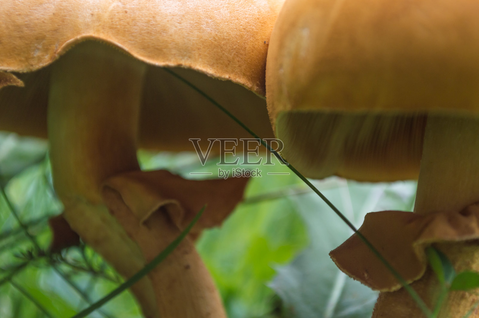 两个美丽的蘑菇在草地上照片摄影图片