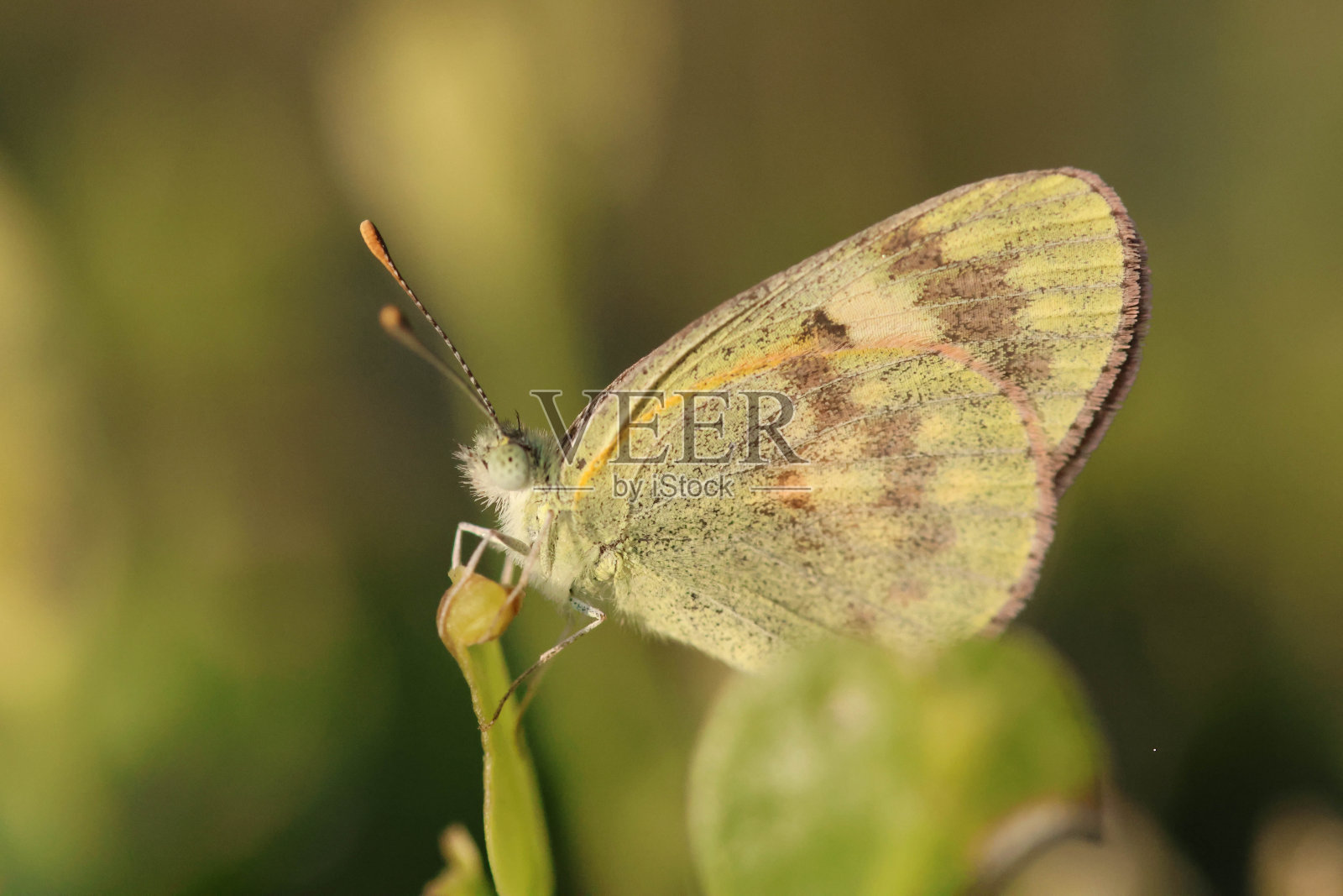 蝴蝶照片摄影图片