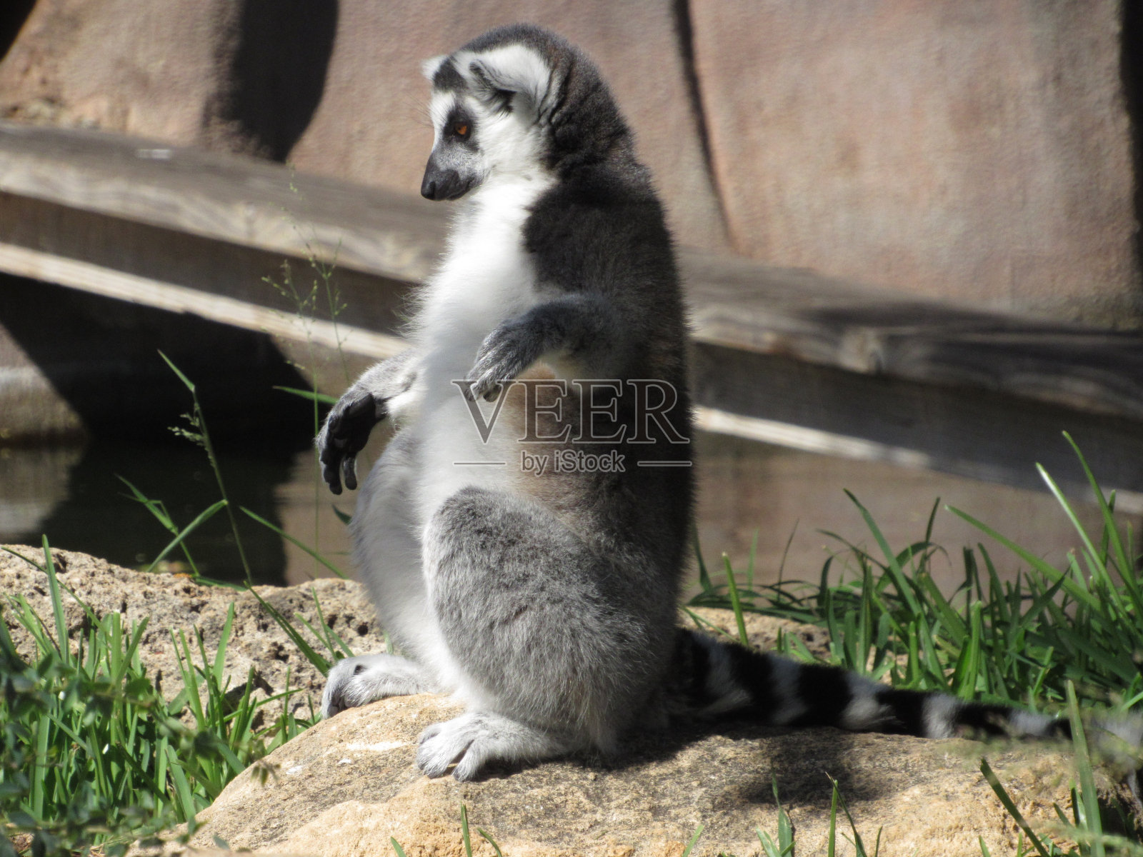 环尾狐猴照片摄影图片