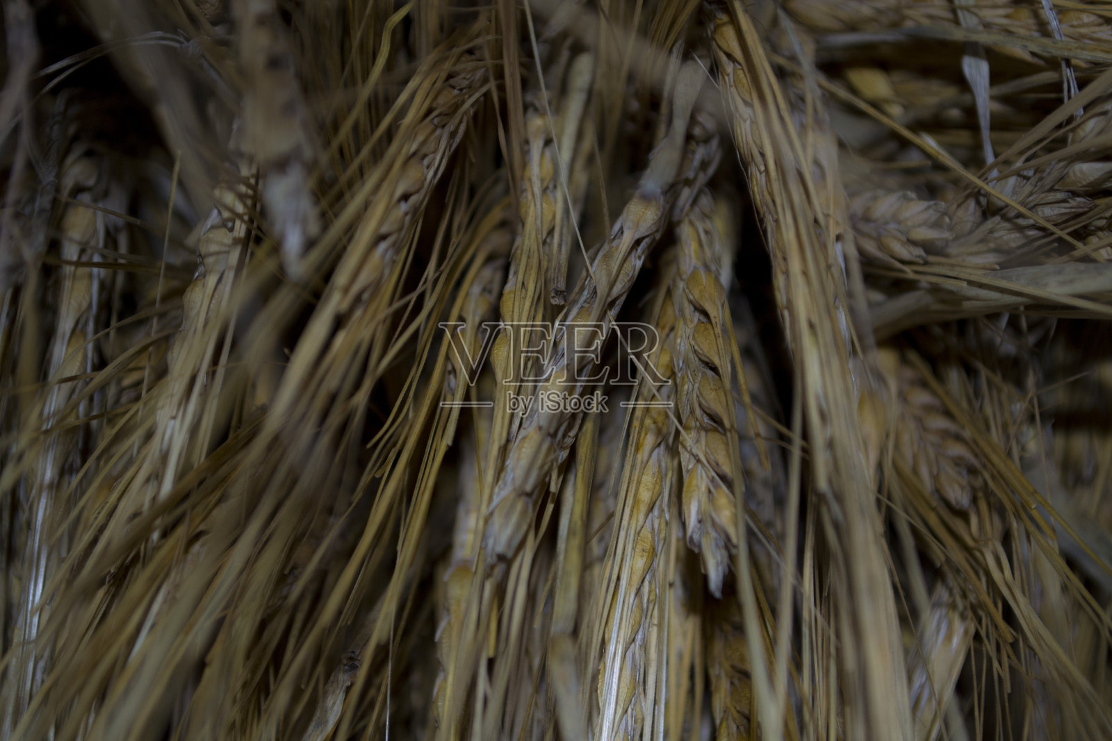 大麦在茎上,一串大麦。照片摄影图片