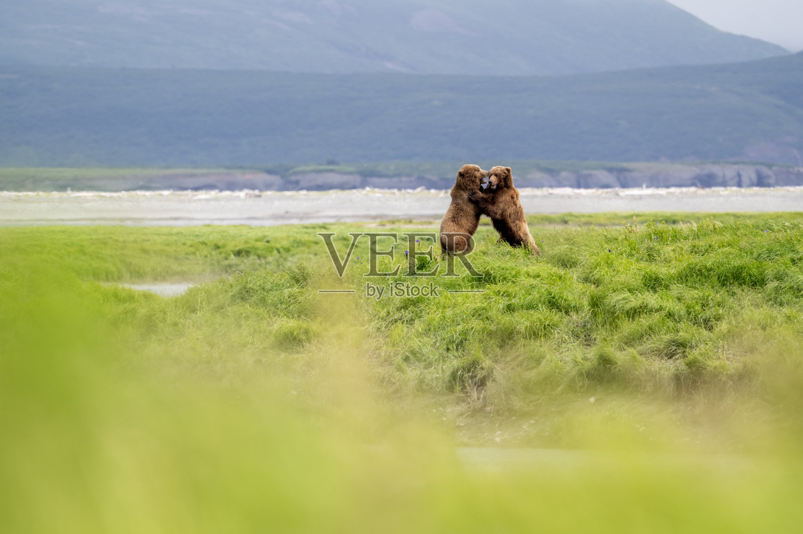 阿拉斯加棕熊在对打照片摄影图片