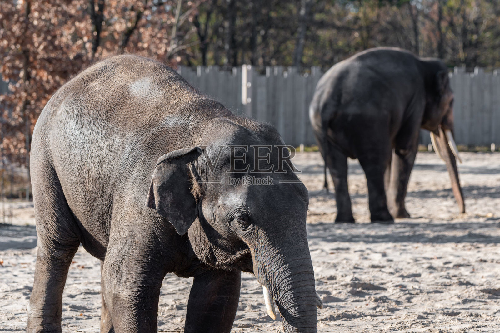 动物园里的两头亚洲象照片摄影图片