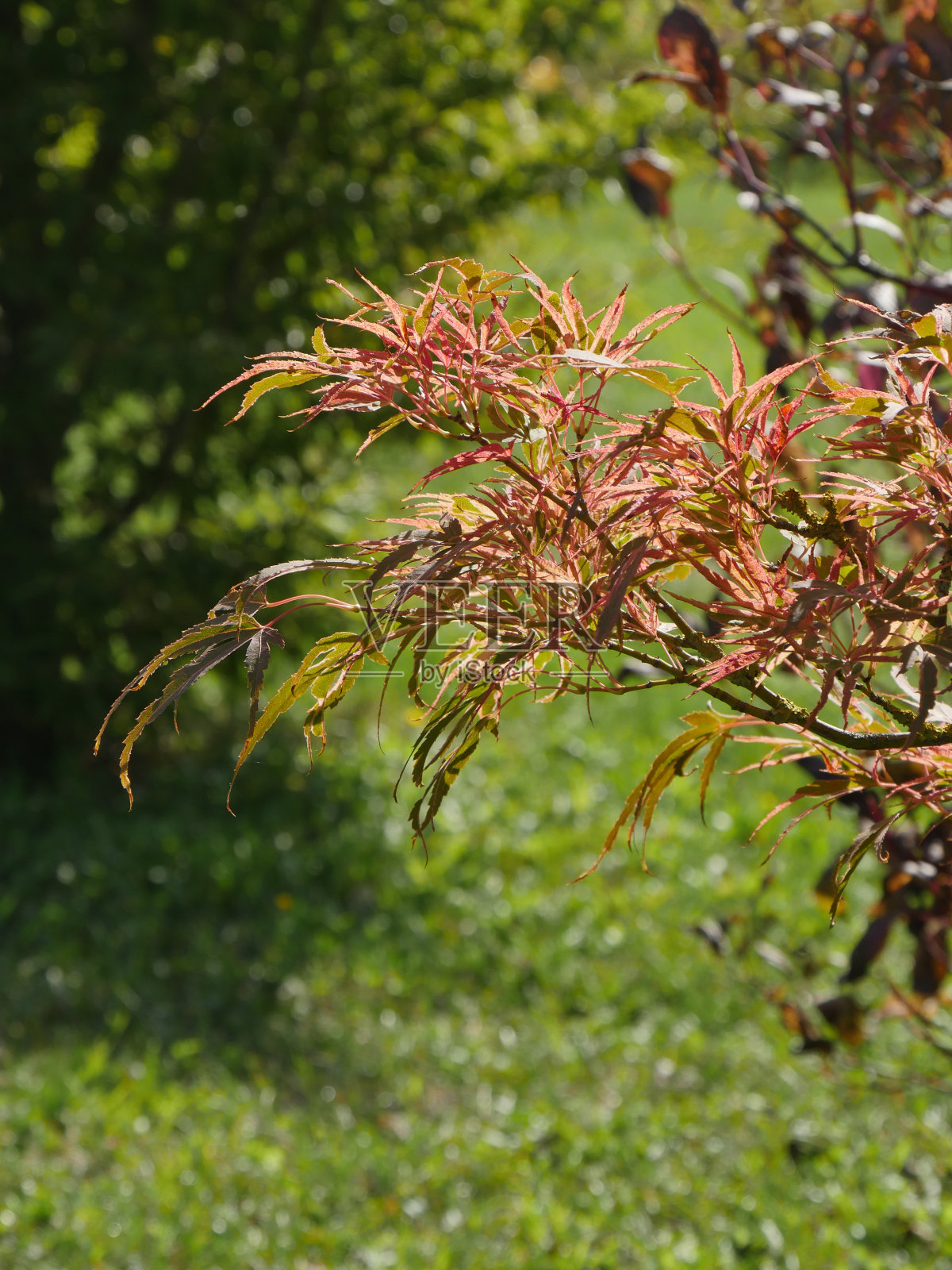 掌宏基照片摄影图片
