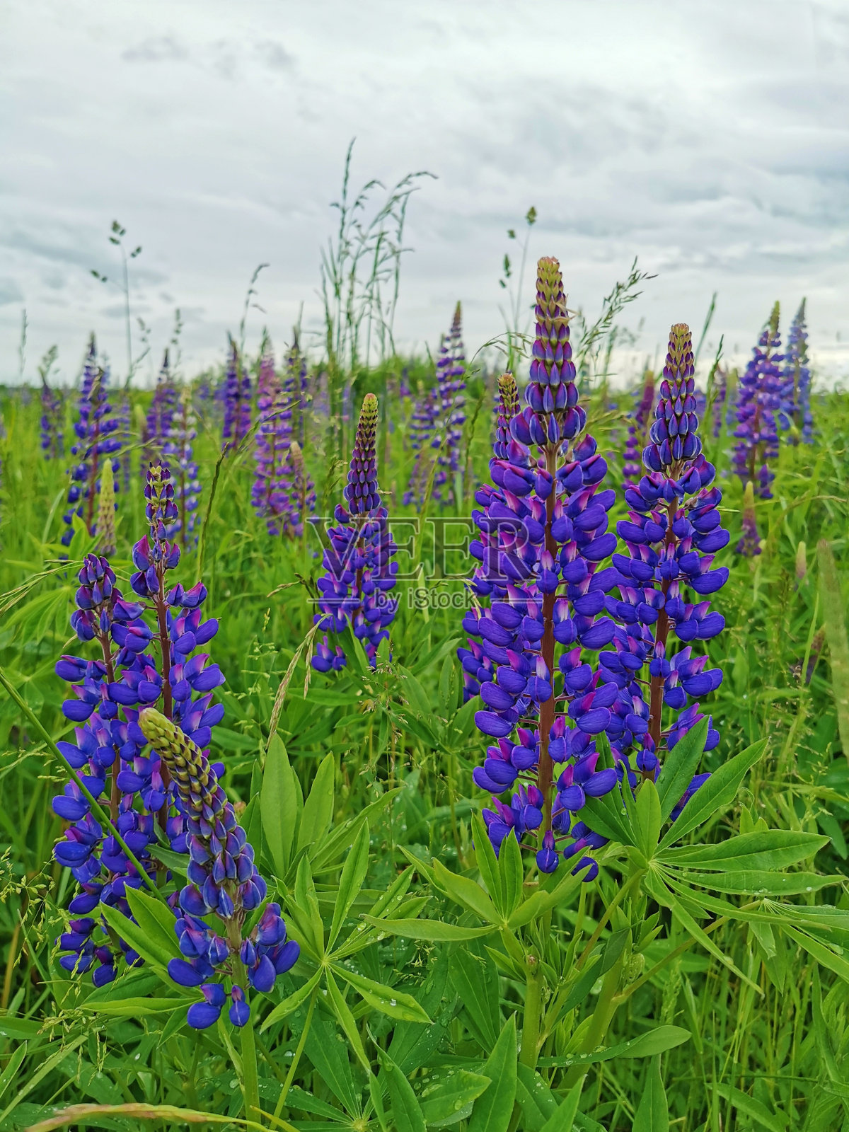 绿色的草地上盛开着紫色的羽扇豆。夏季花卉景观。照片摄影图片