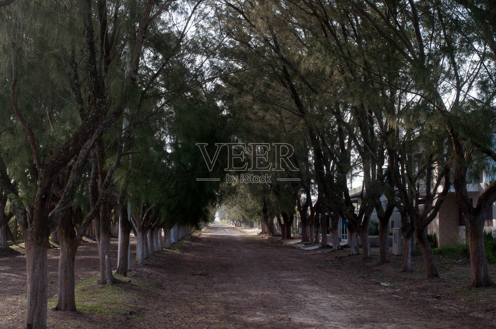 树木隧道的照片照片摄影图片