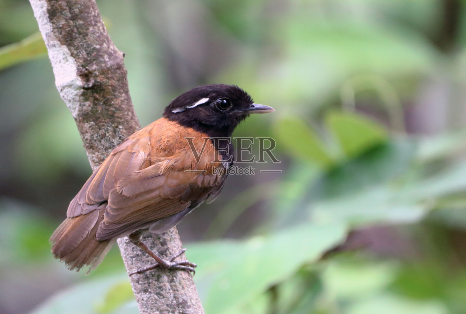 雄性带帽啮齿动物栖息在一根木头上照片摄影图片