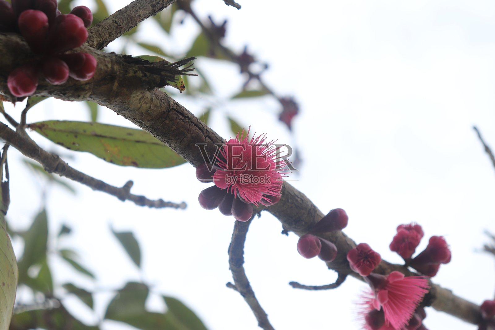 粉红色的马来苹果花盛开着晨露,背景模糊。这种植物的学名是麦芽苋。照片摄影图片