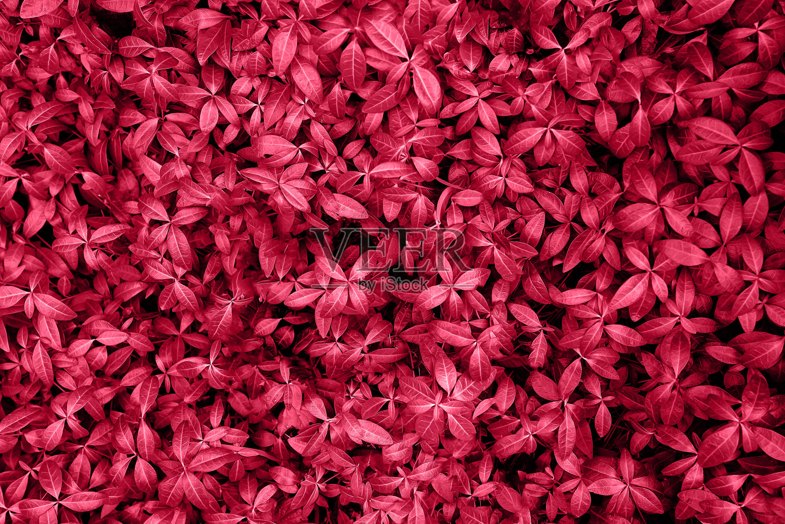 时髦的紫色植物。照片摄影图片