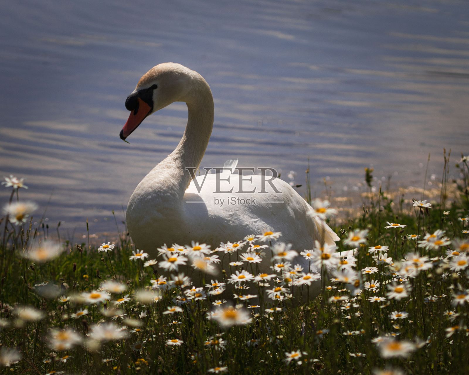 甘菊田里的白天鹅照片摄影图片