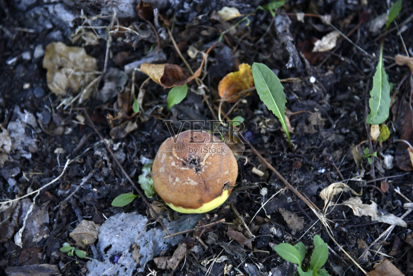 秋天从苹果树上掉下来的烂苹果。地上满是掉下来的苹果。照片摄影图片