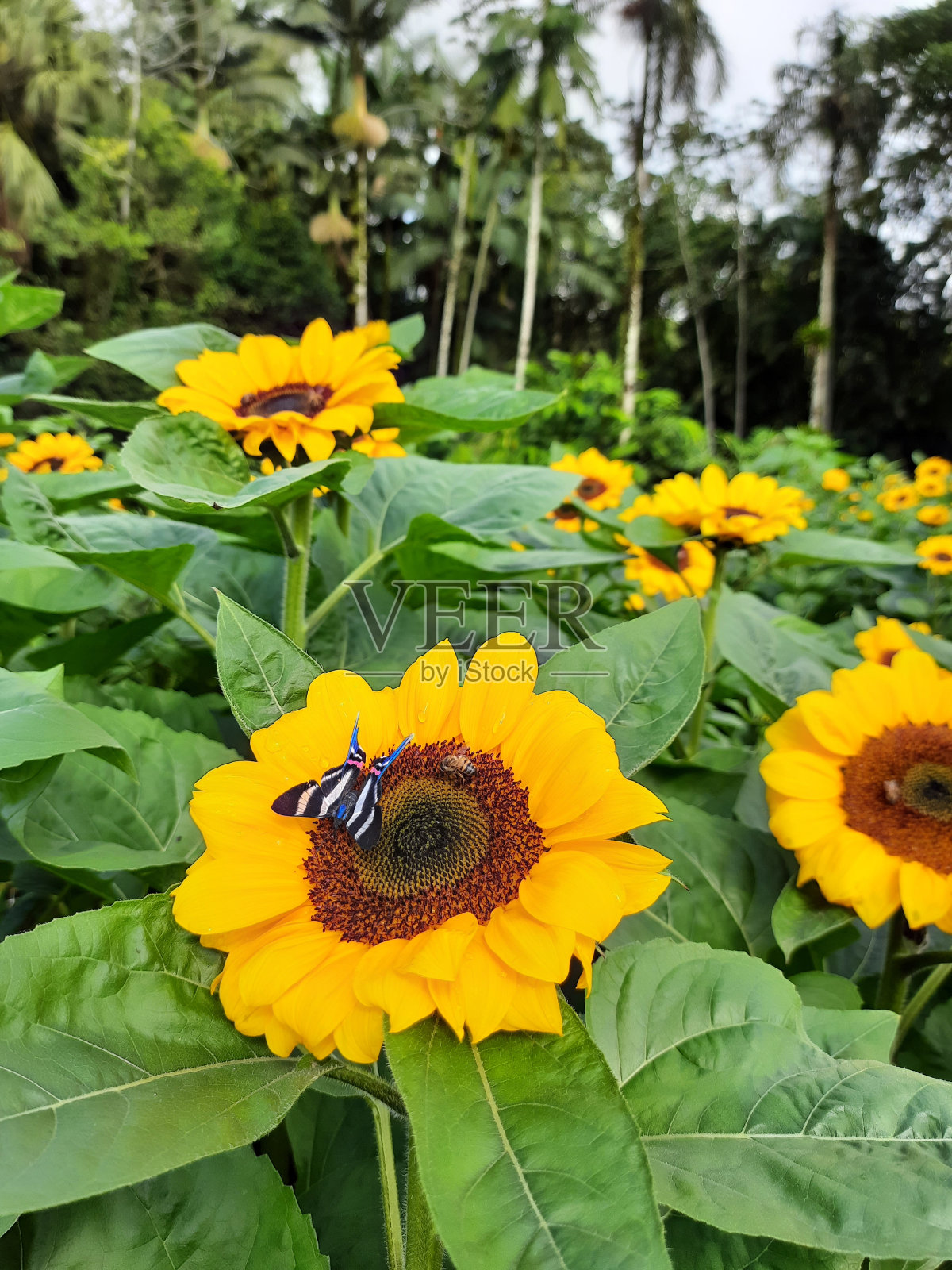 向日葵与蝴蝶照片摄影图片