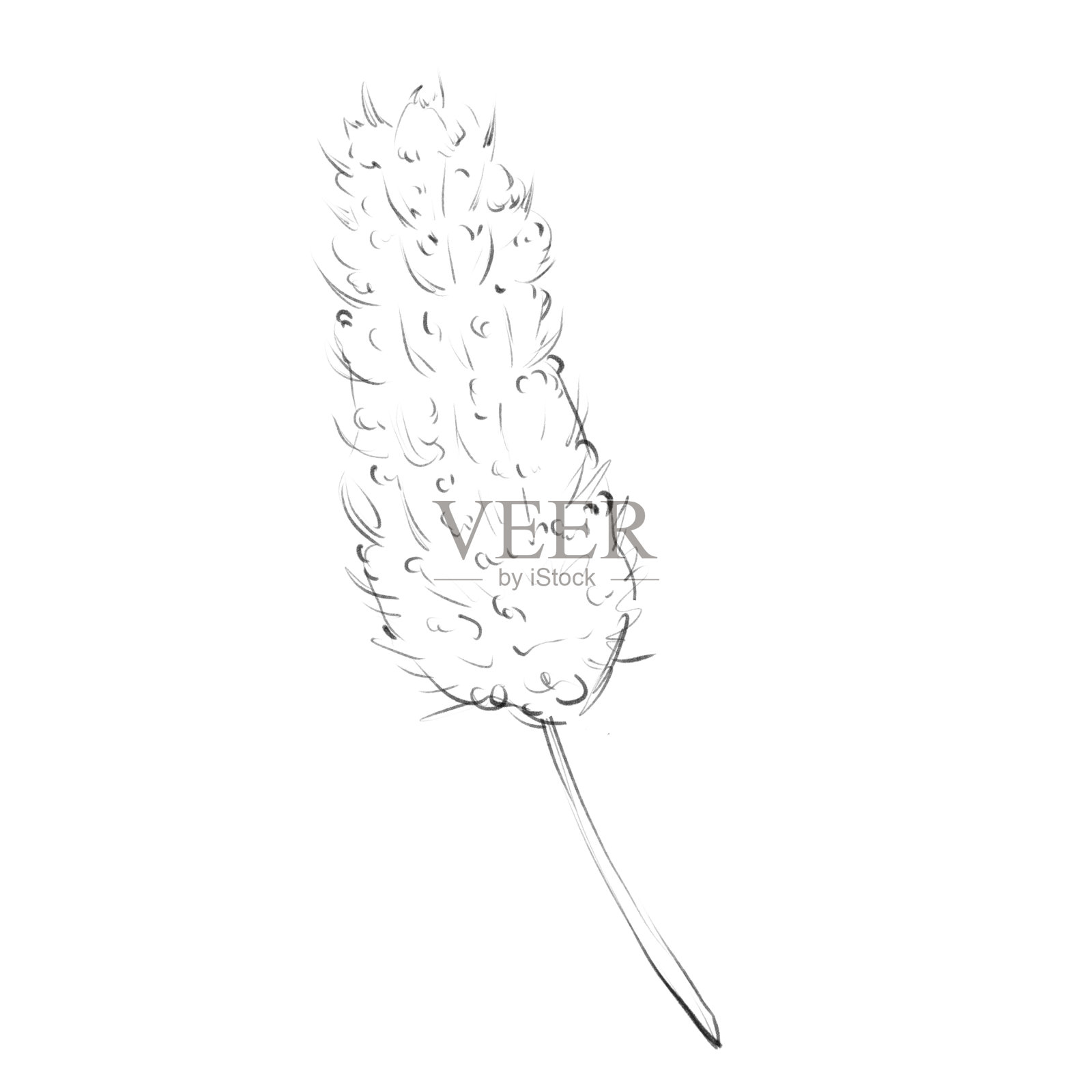 虎杖蛇形,药用花卉插图。植物素描与黑色数字铅笔插画图片素材