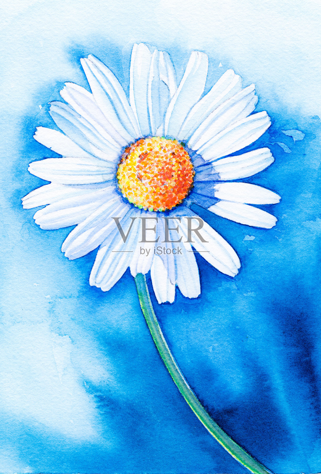 黛西水彩插画图片素材