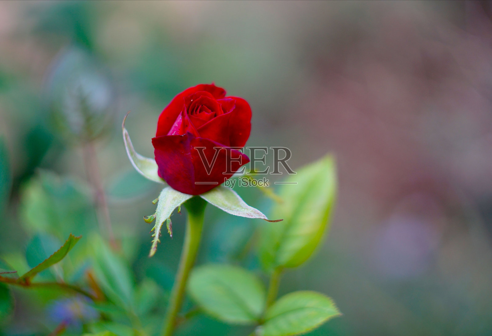 花园中一朵美丽的红玫瑰的浅聚焦镜头照片摄影图片