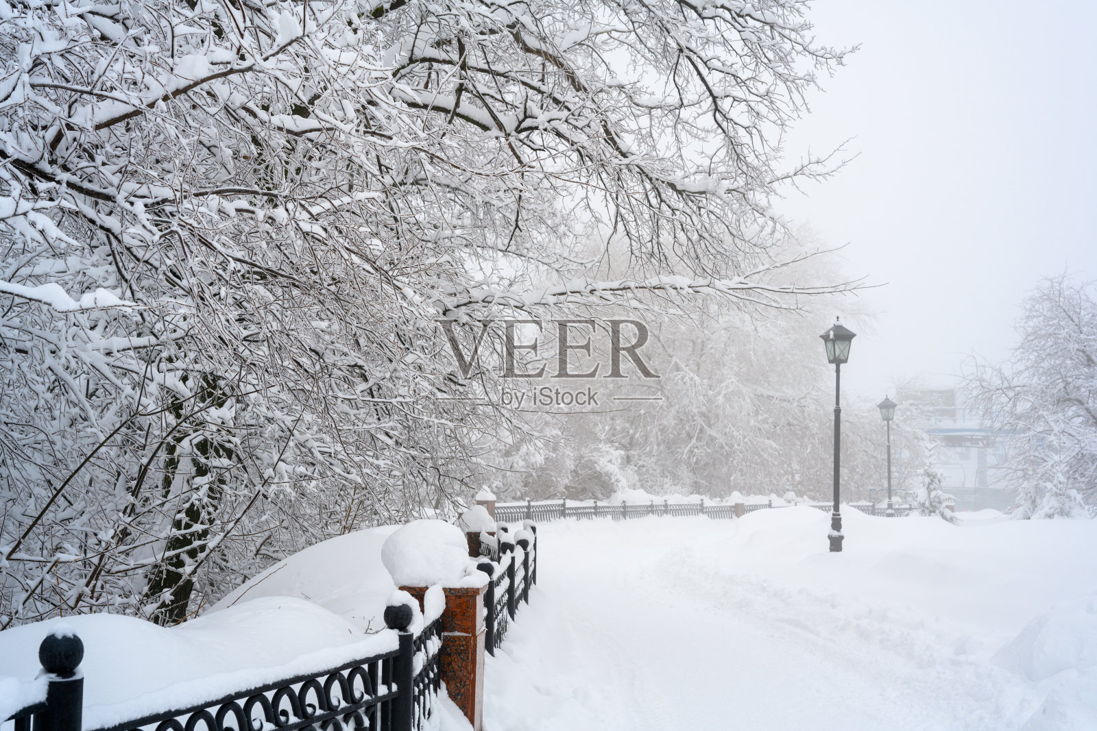 森林里的晨雾和白雪。照片摄影图片