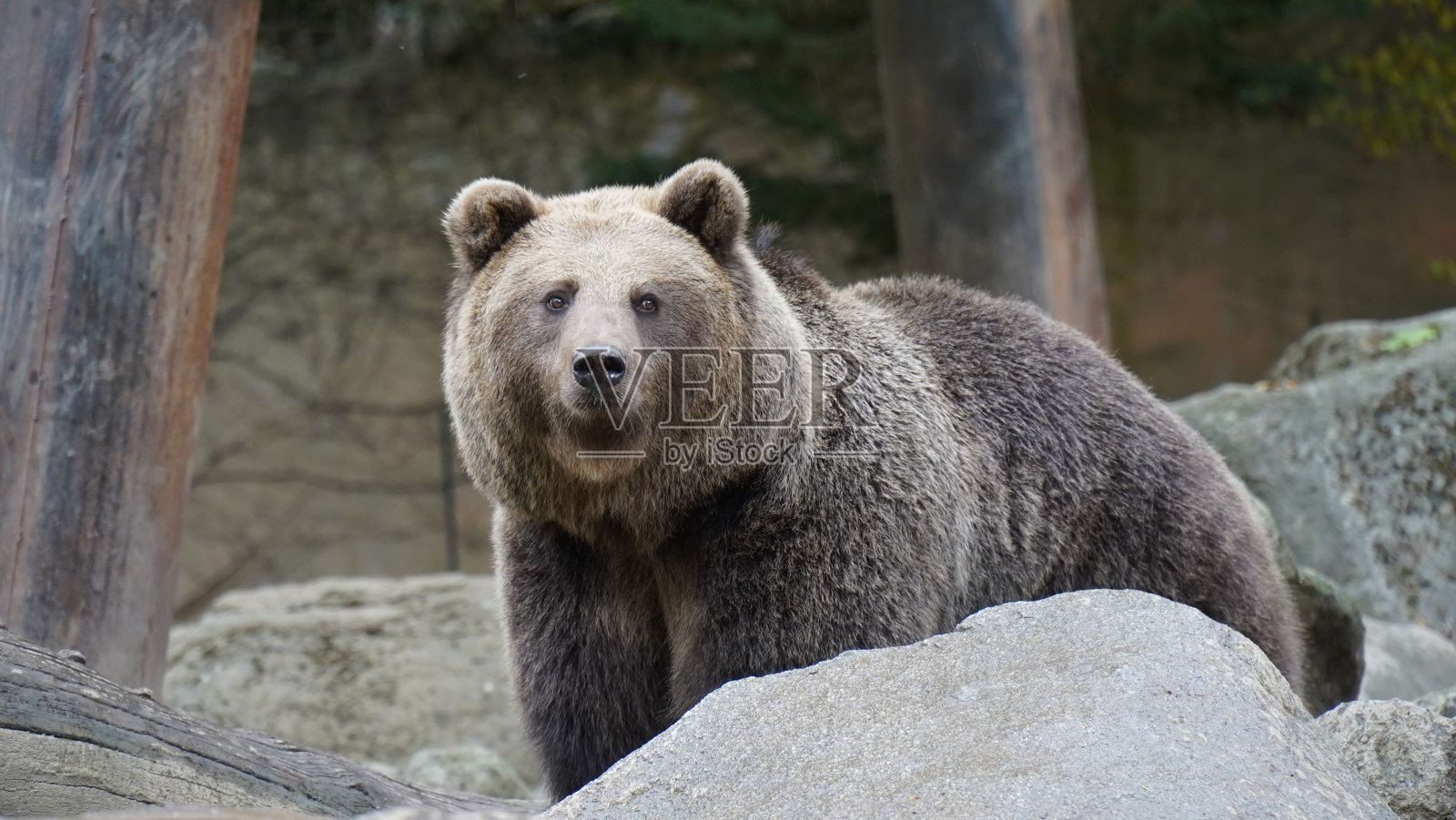 熊在岩石周围走动,看着相机照片摄影图片